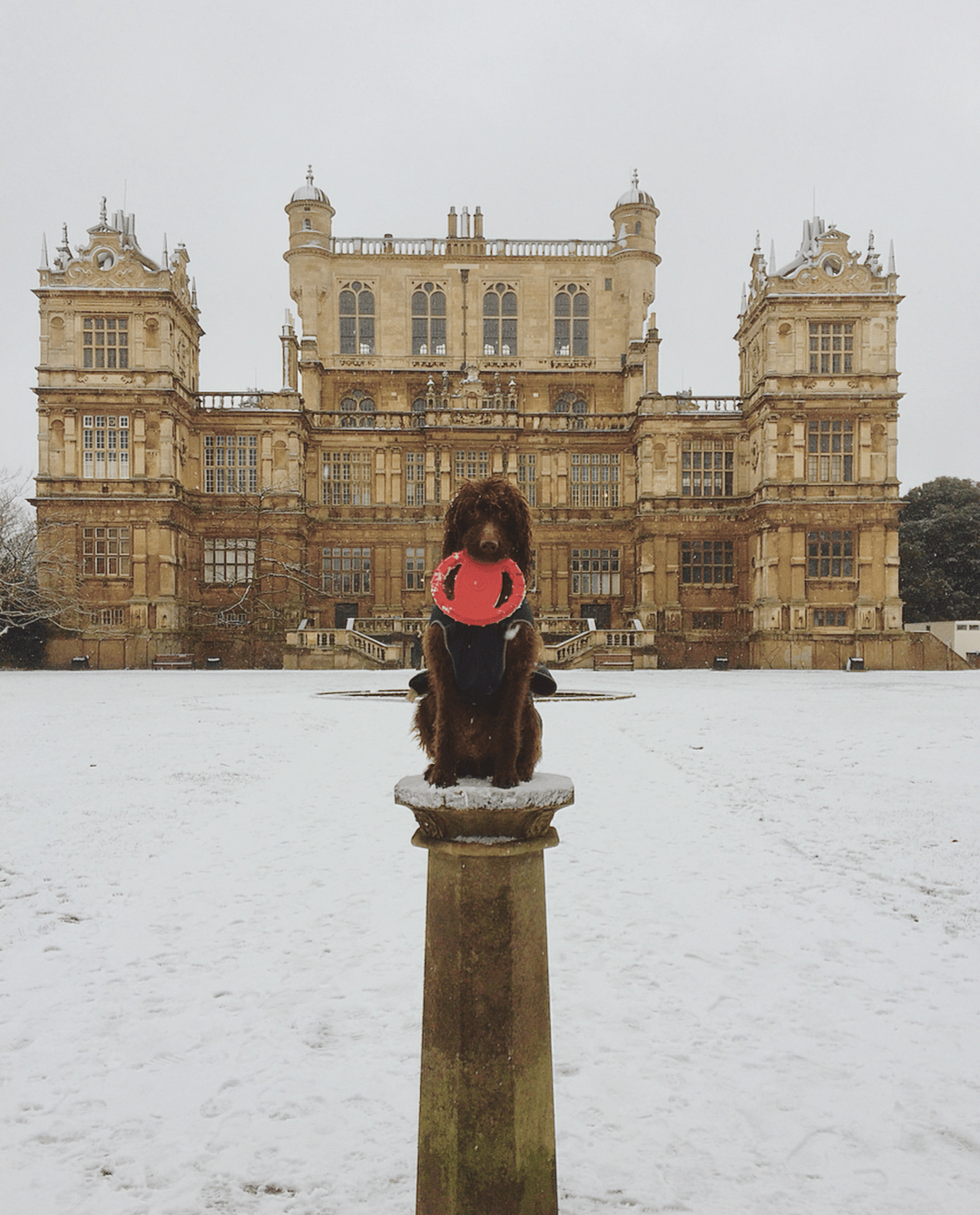 This dog and castle r/AccidentalWesAnderson