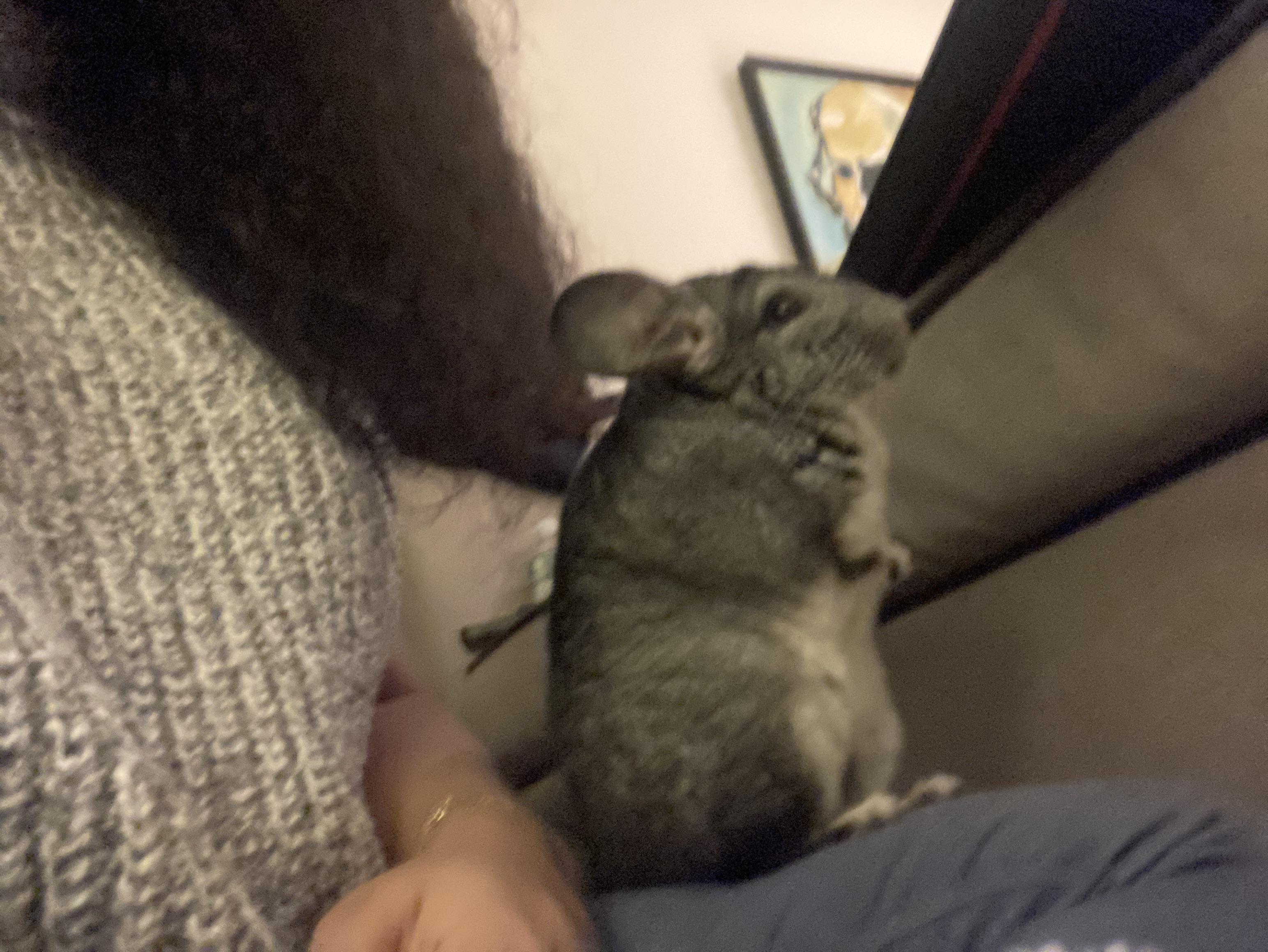 I adopted a 7 year old chinchilla. Her previous owner was feeding her