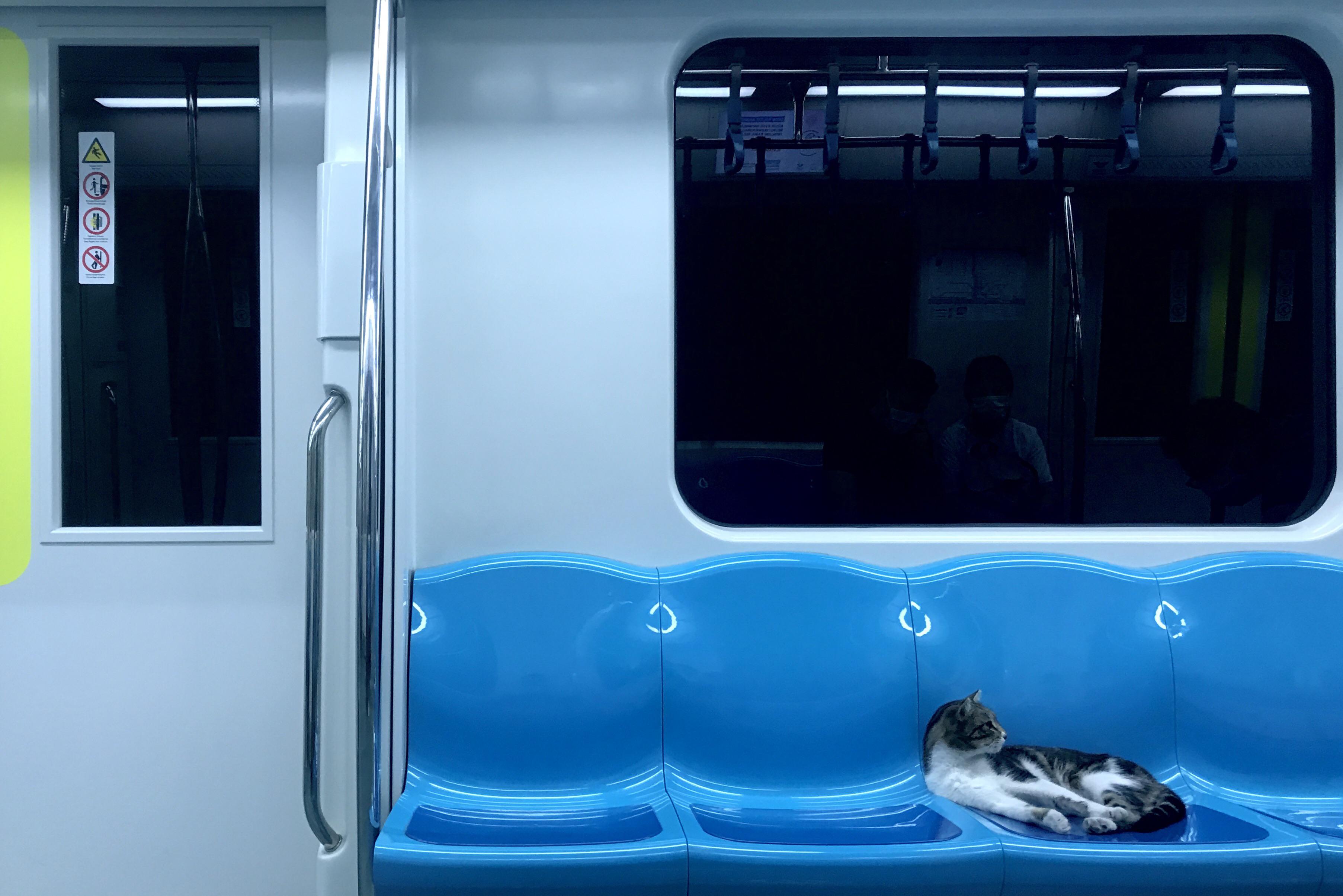 ITAP of a cat at subway in İstanbul. itookapicture