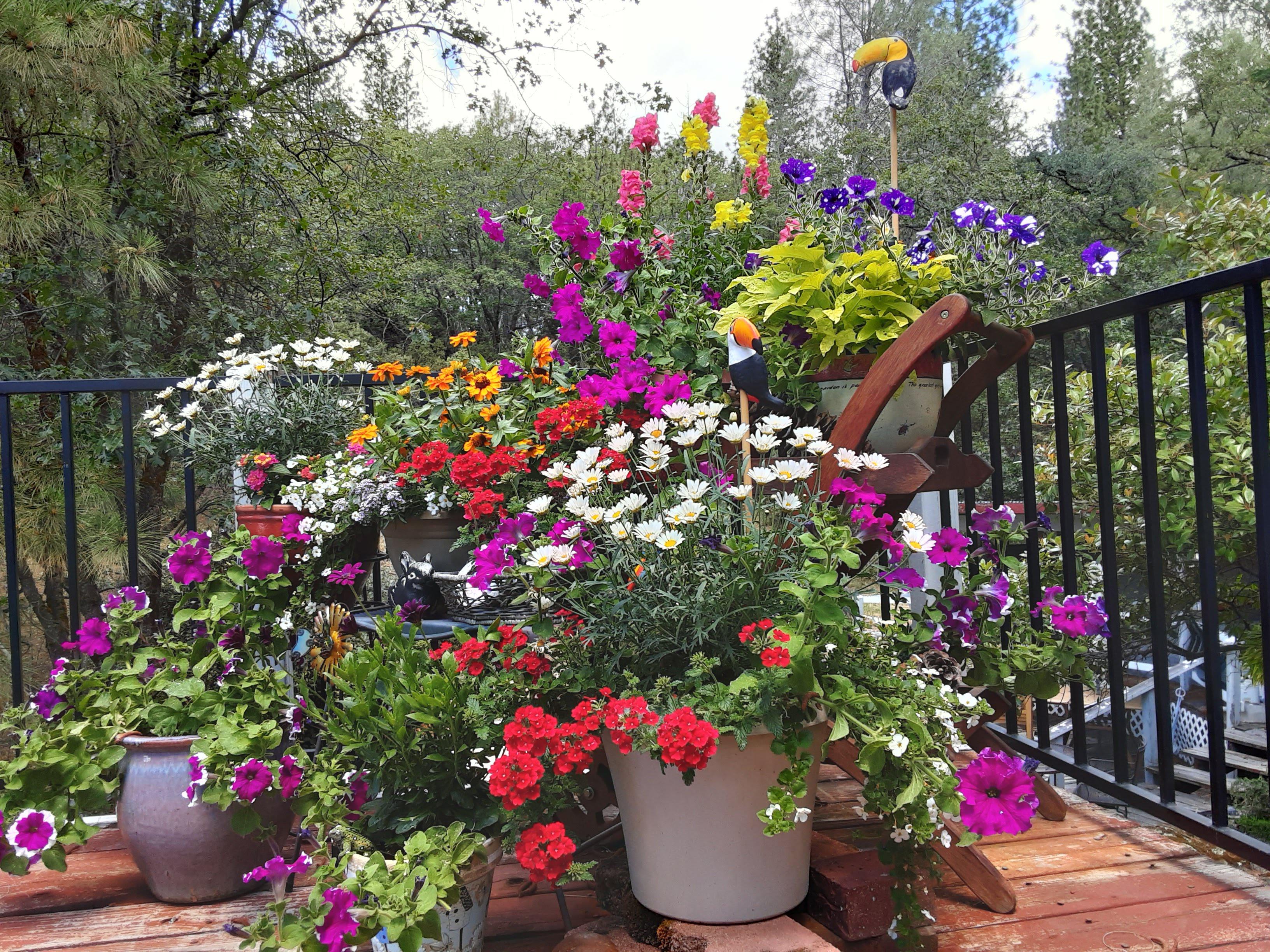 My Flowers Northern California. r/gardening