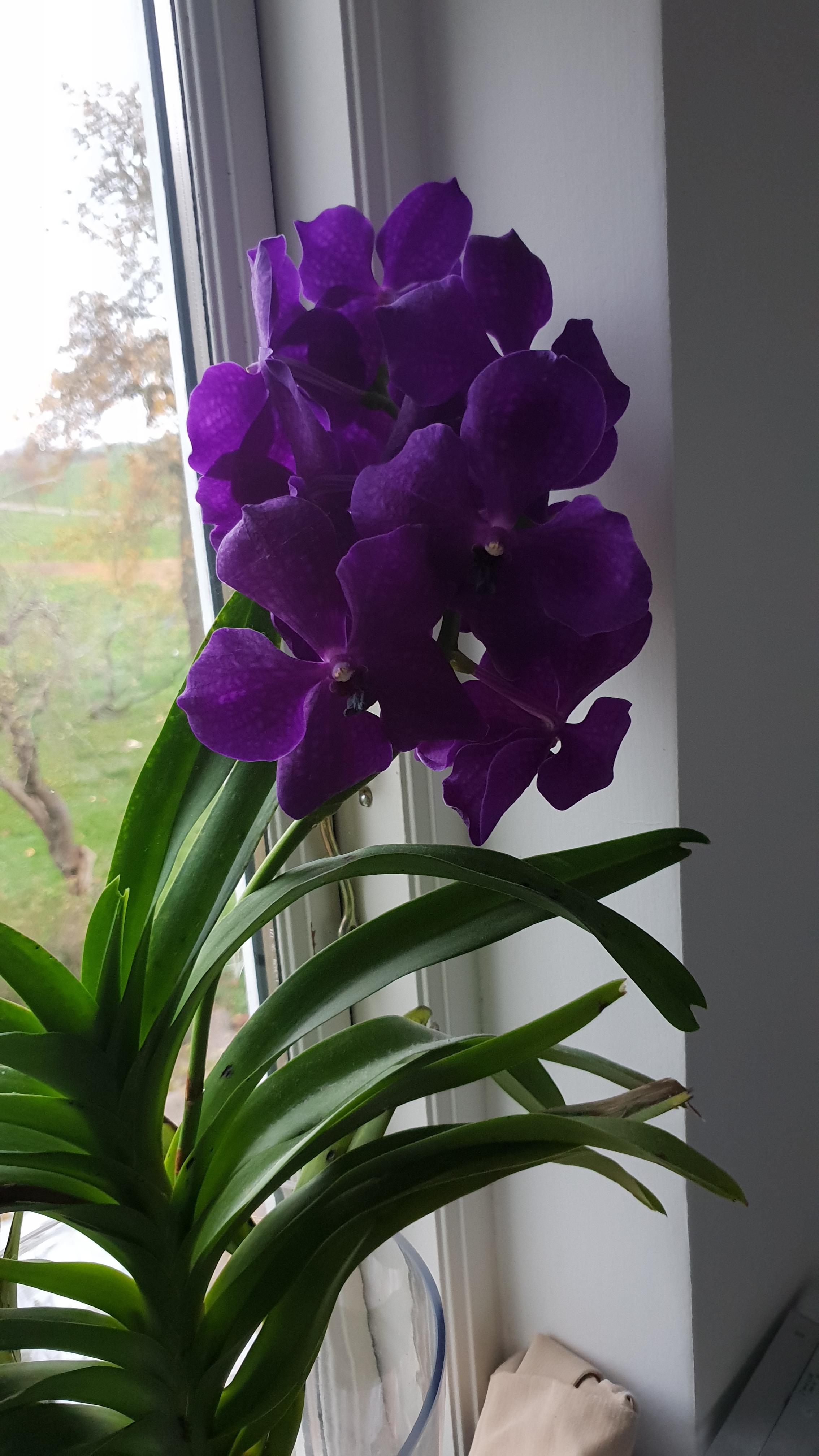 One of my dads vanda orchids is flowering, that is such a stunning