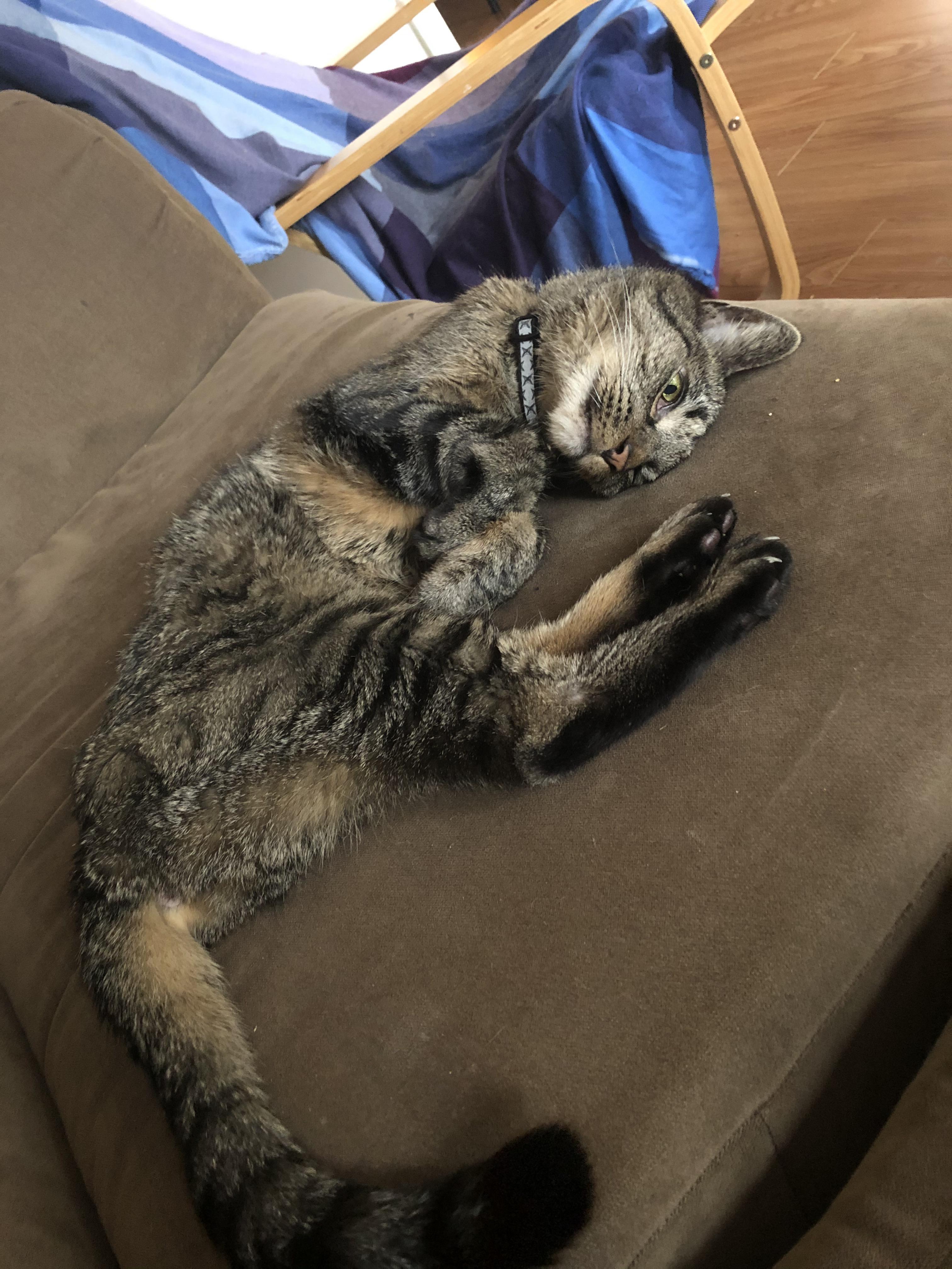 My roommate’s cat looks like he’s contemplating life. r/notmycat