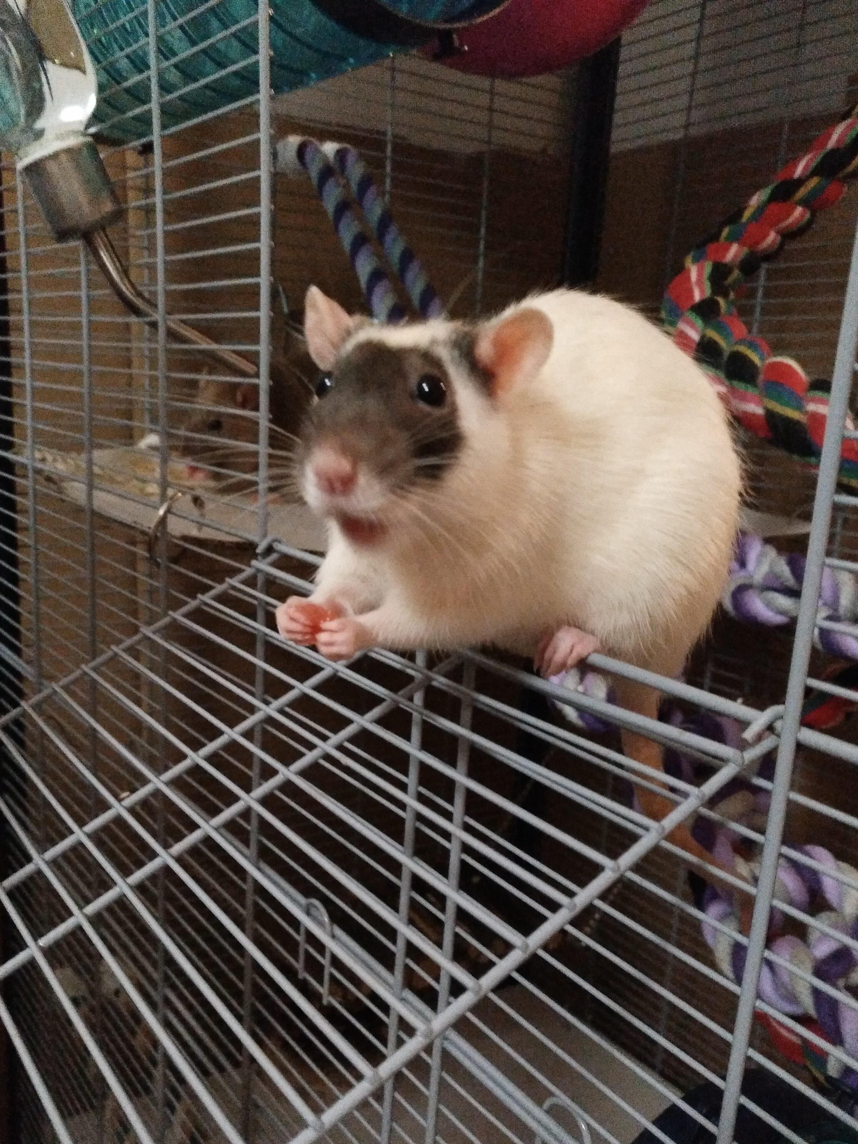 Happy rat eating watermelon r/RATS