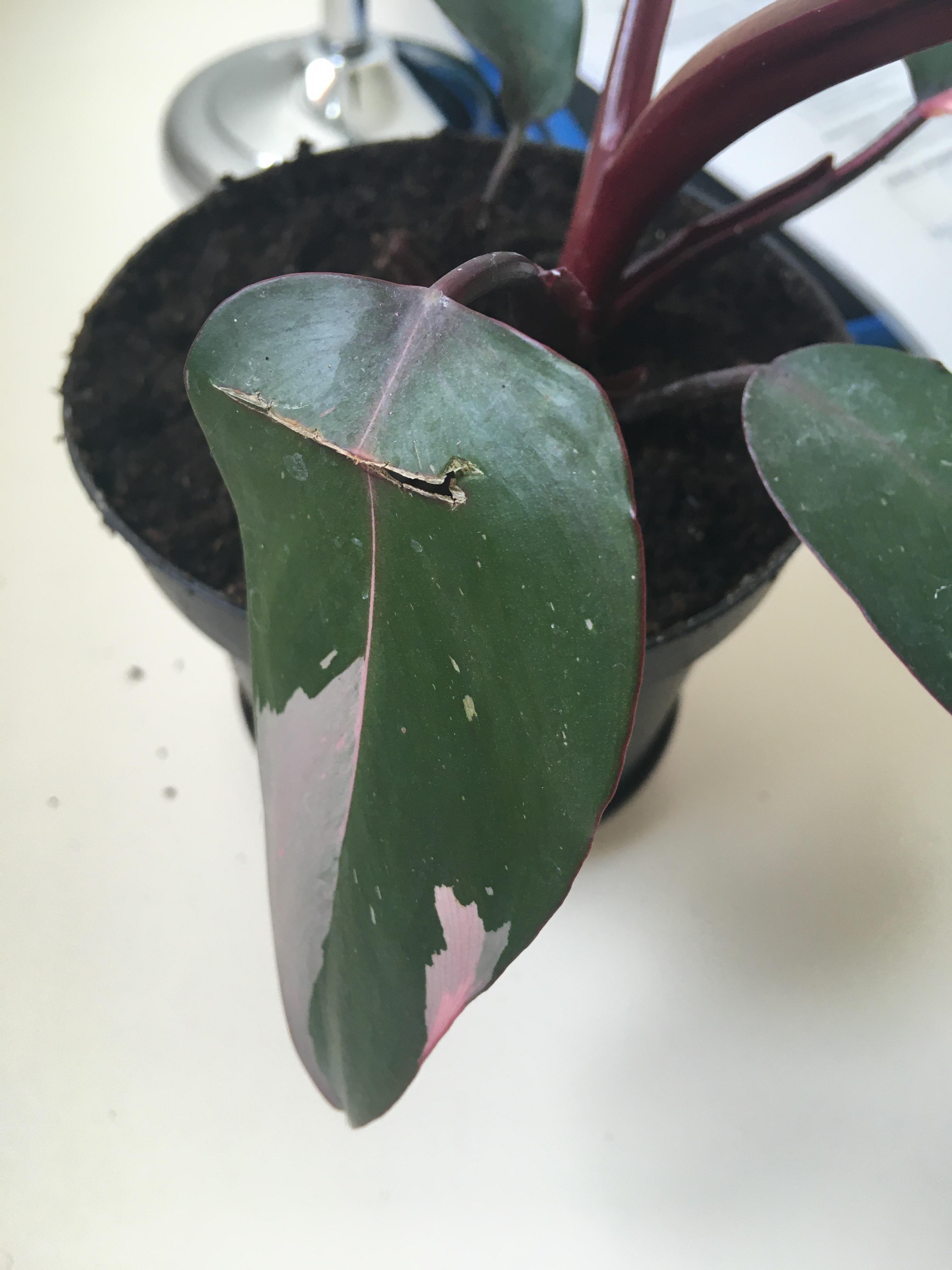Pink princess leaf broke during shipping. Should i cut it off or can
