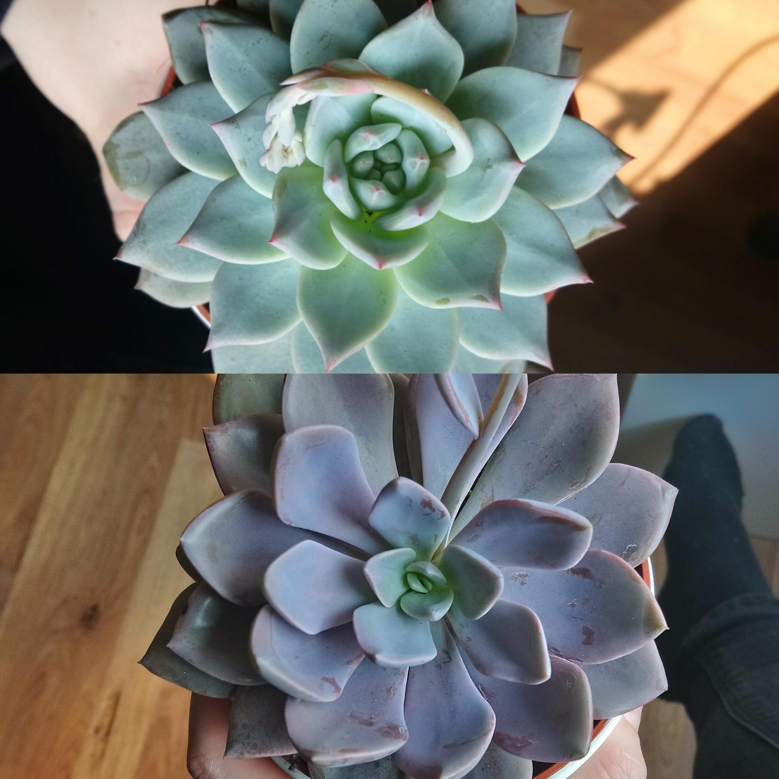 It seems like plants help my depression, and so I couldn't stop myself