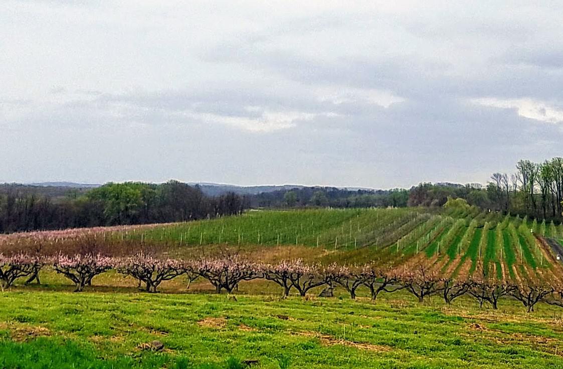 Alstede Farms in Chester last Spring. r/newjersey