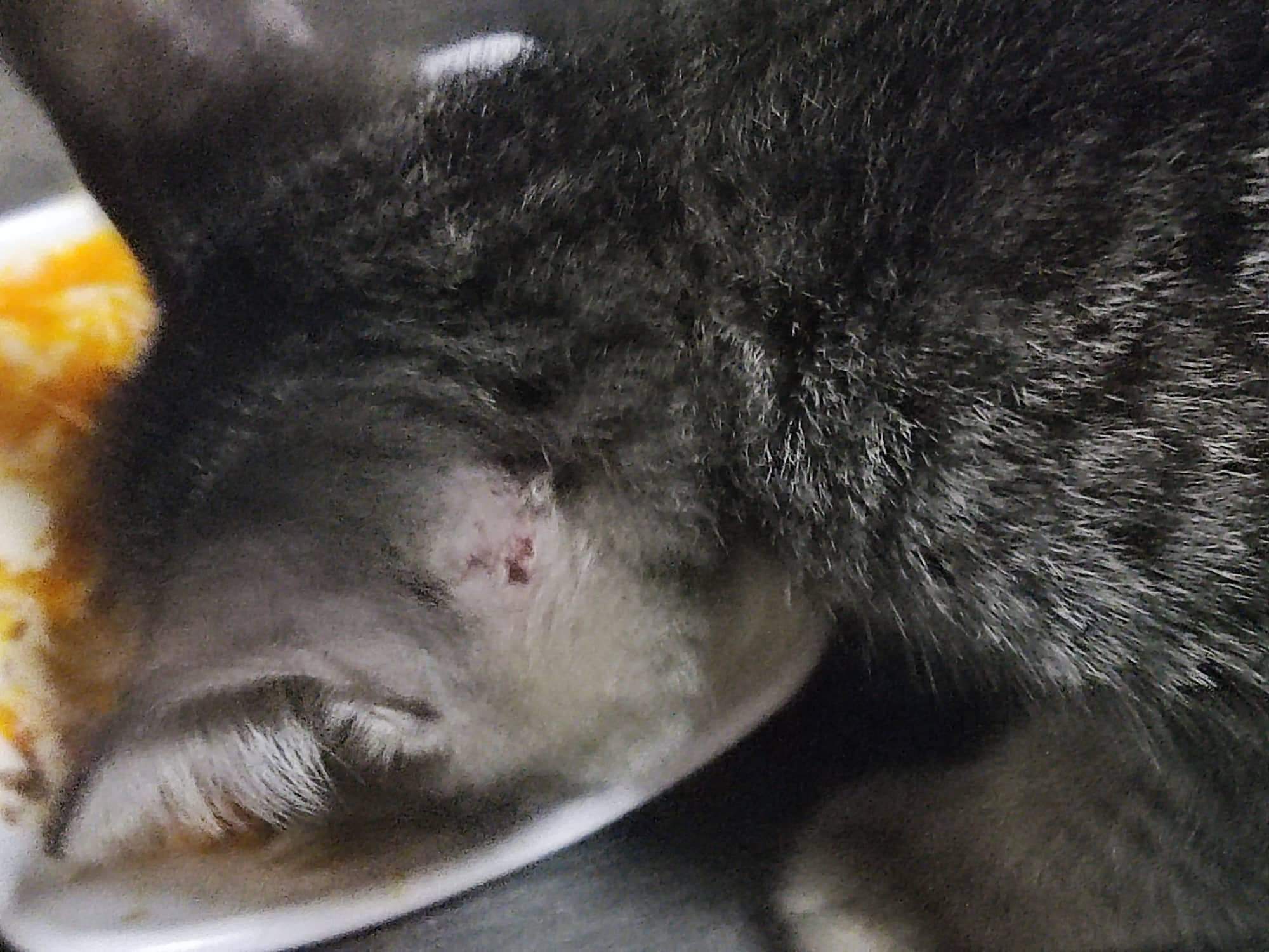 My kitten has a dried wound behind his left ear. At first it was small