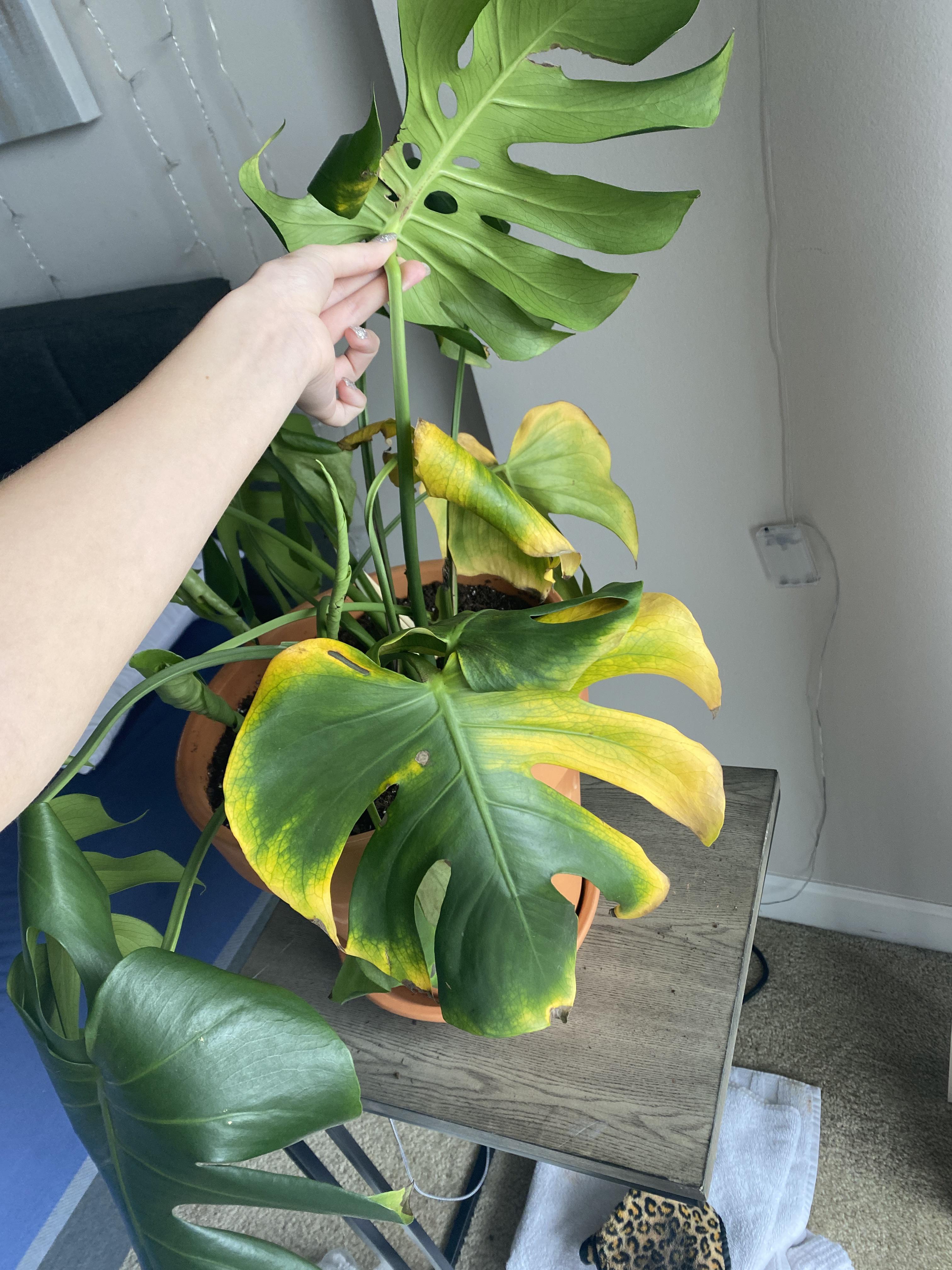 Monstera Leaves Drooping And Yellow BacaanKita