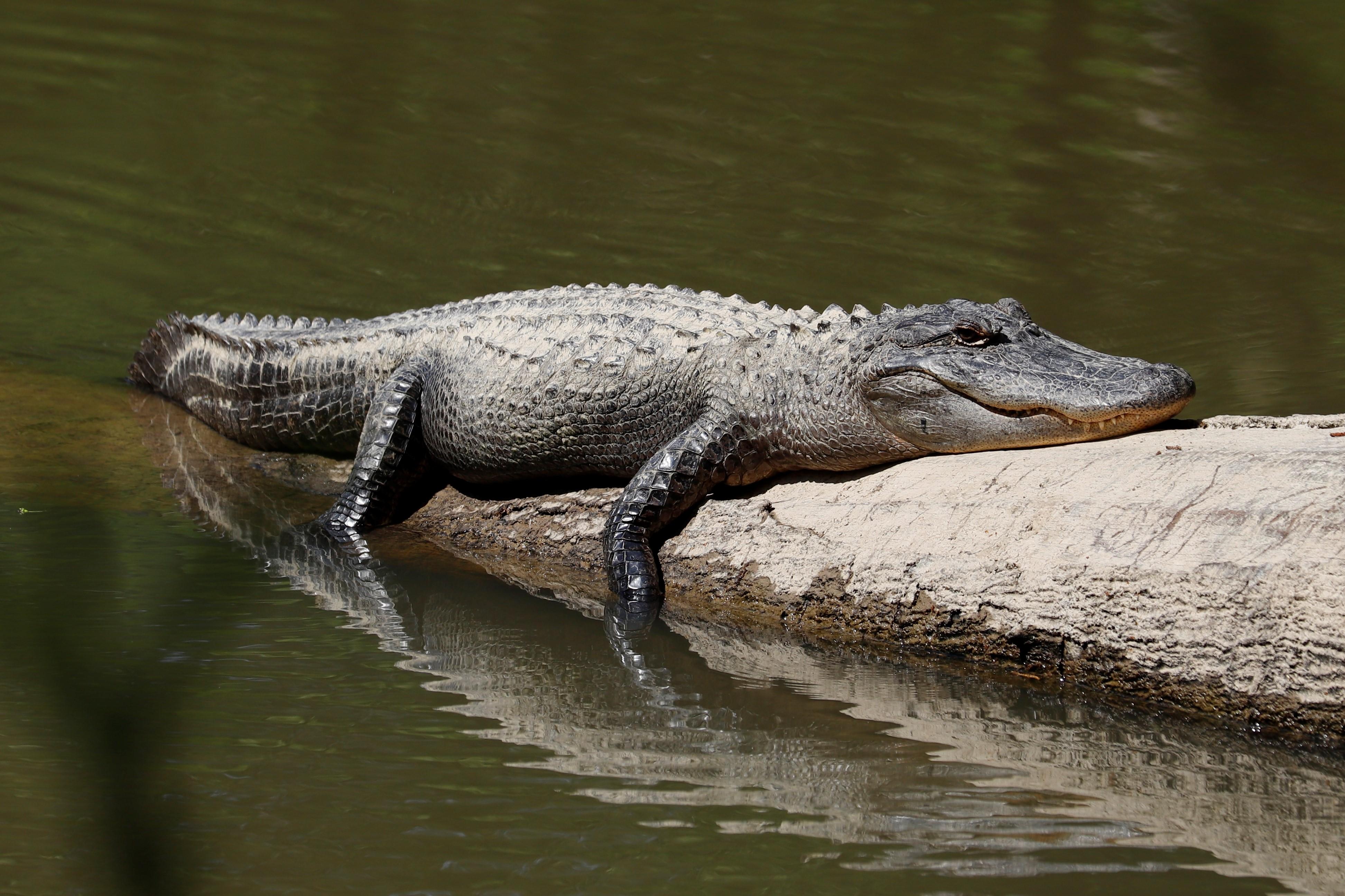 Thermoregulation is serious business when you weigh several hundred pounds. Tickfaw River