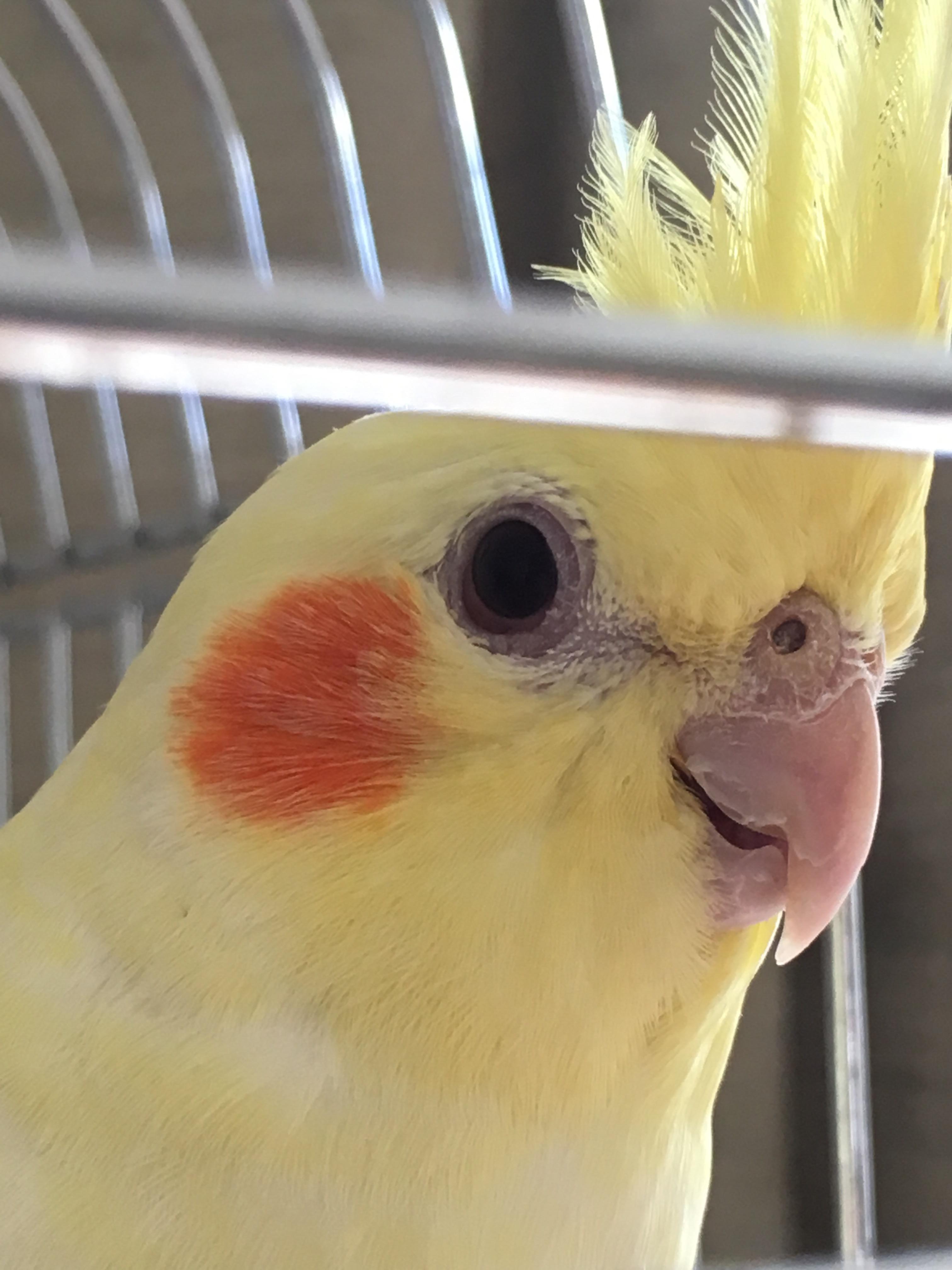 Goodinfo Cockatiel Eye Close Up