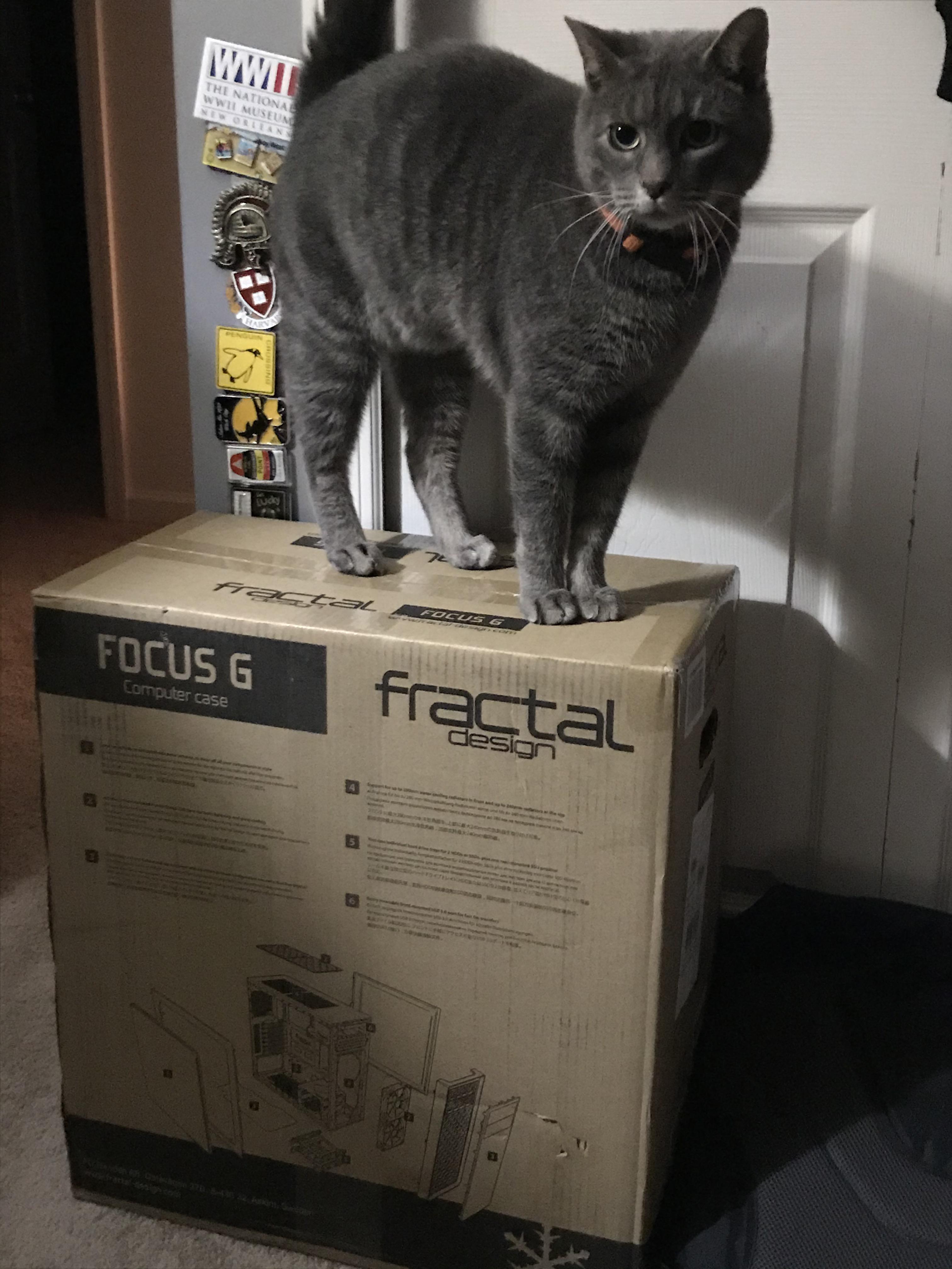 Thor the protecter of the computer case (yes his name is Thor) : r