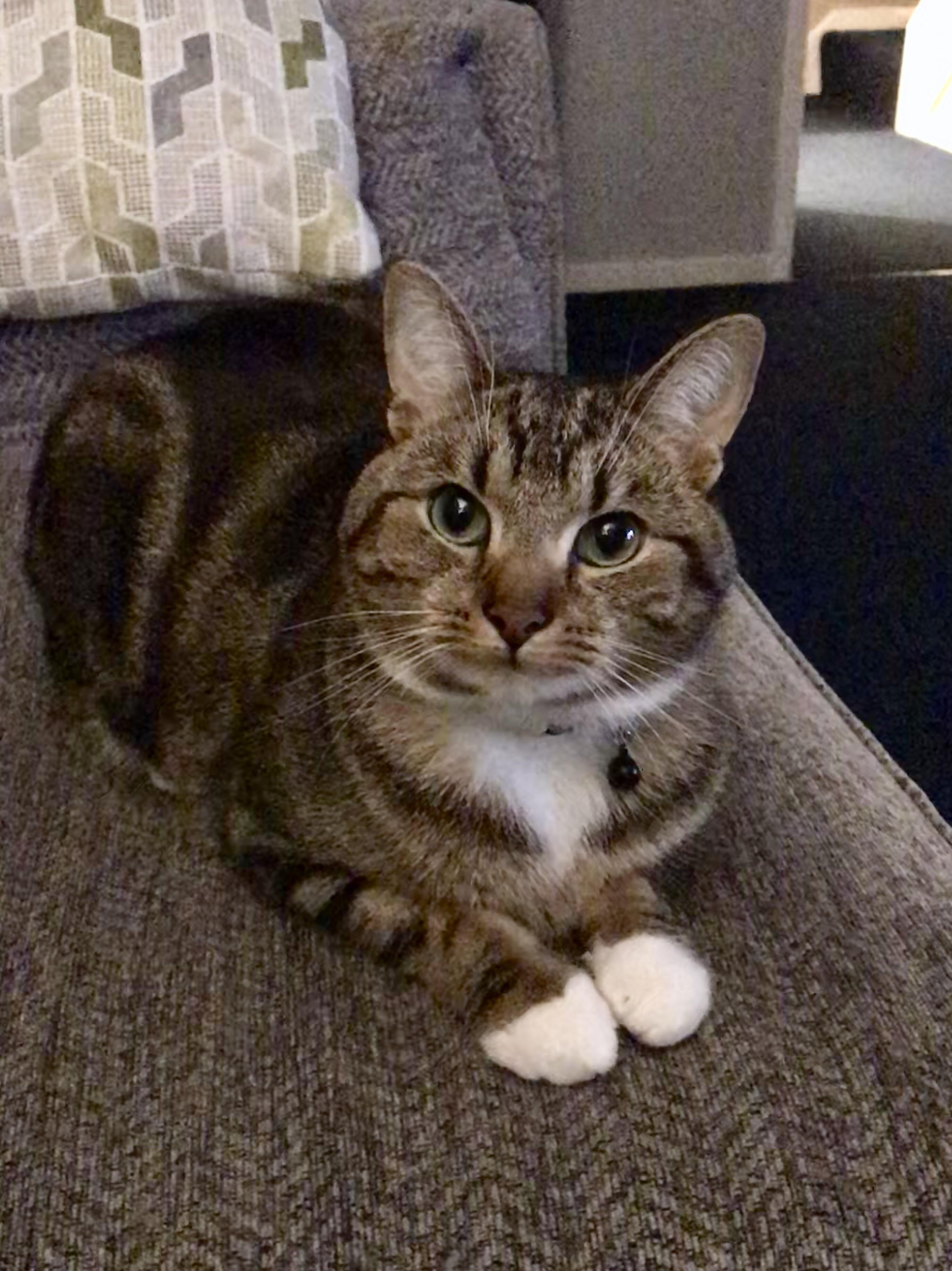 Cotton ball paws 😍 r/KittenMittens