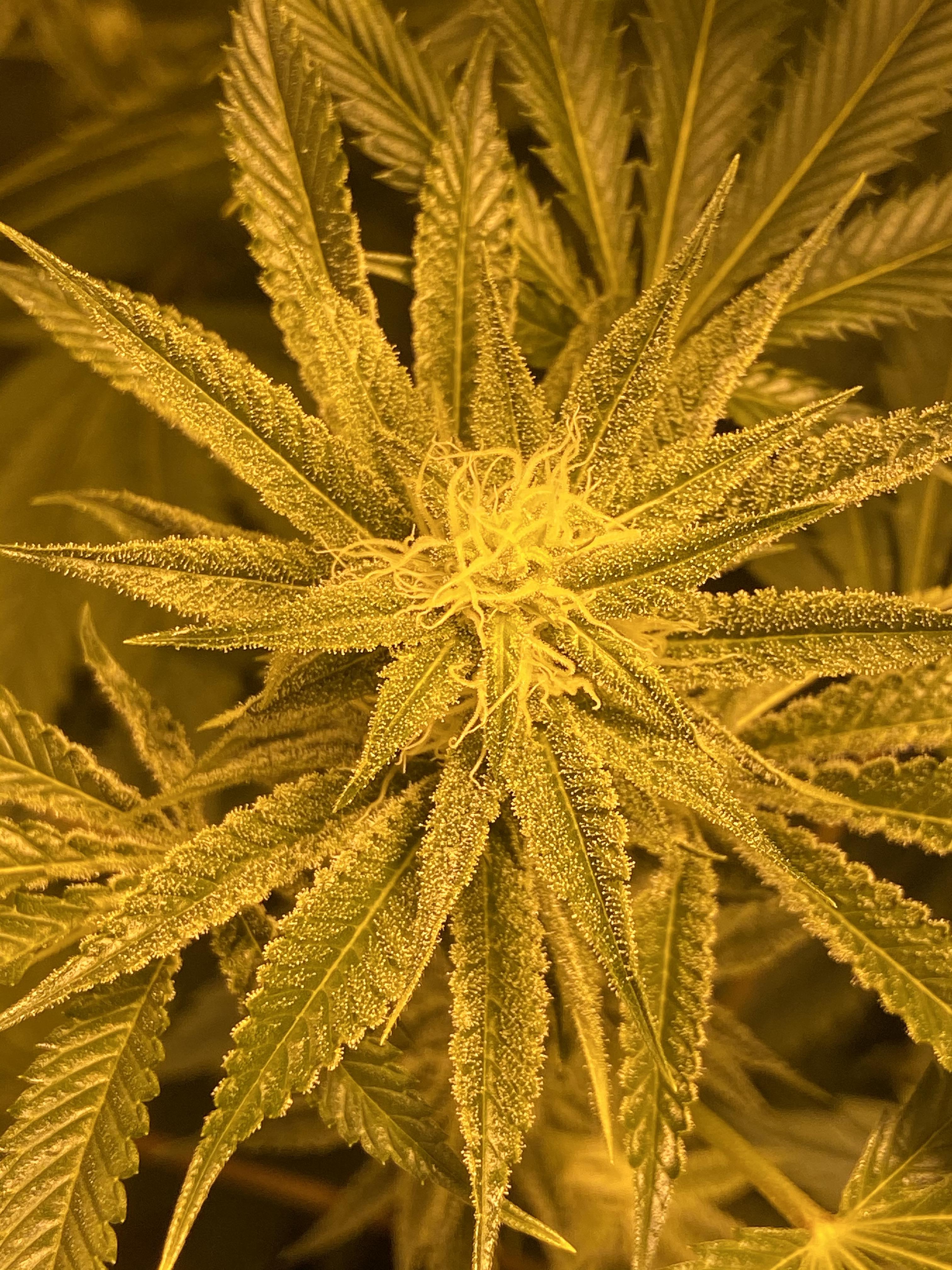 Wedding cake (4th week of flowering) r/weed