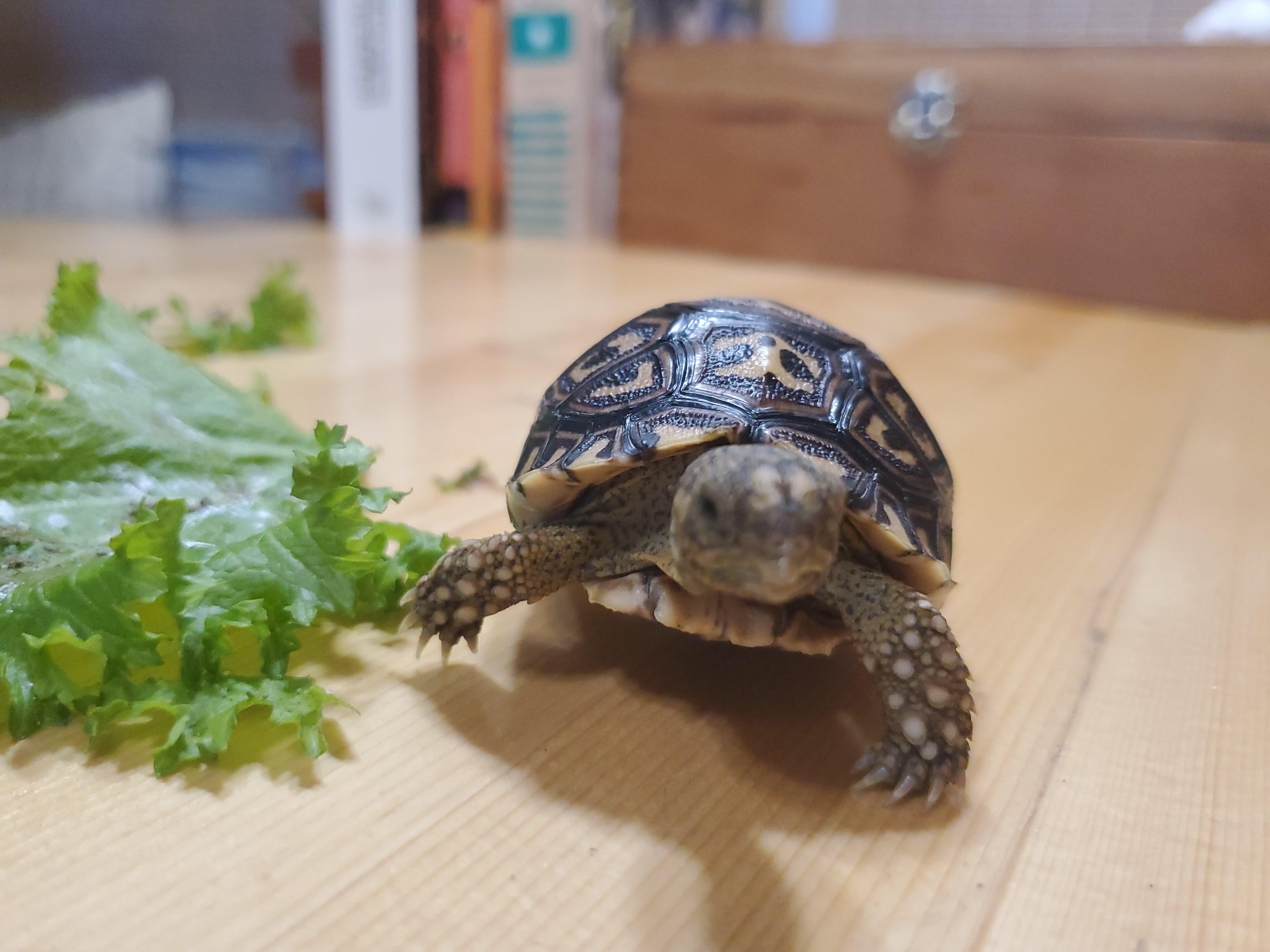 UVA or UVB? Also does anyone give their tort a cuddlefish