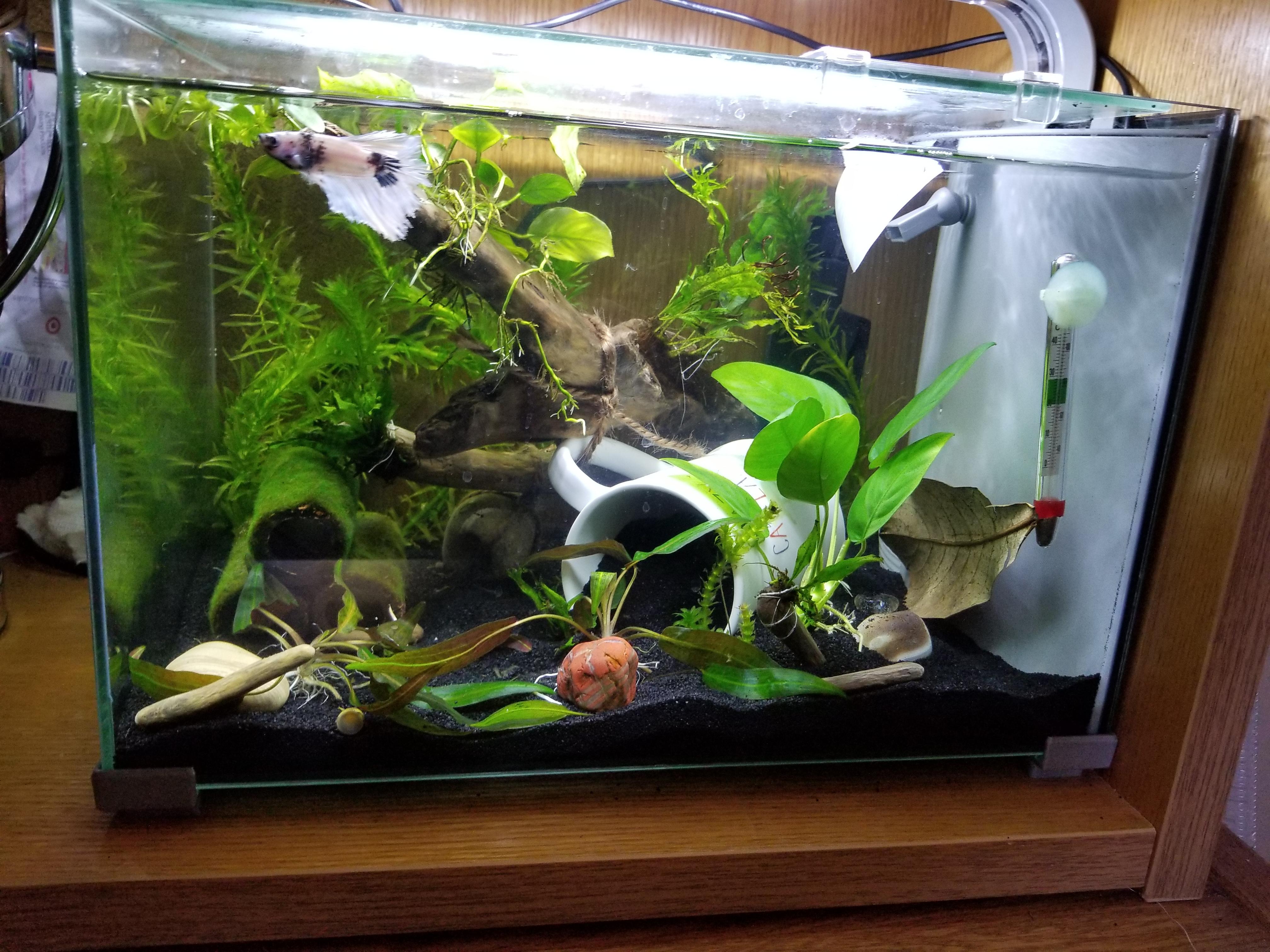 Is this too many plants in a lowtech 5.5gal (21L) betta tank? r