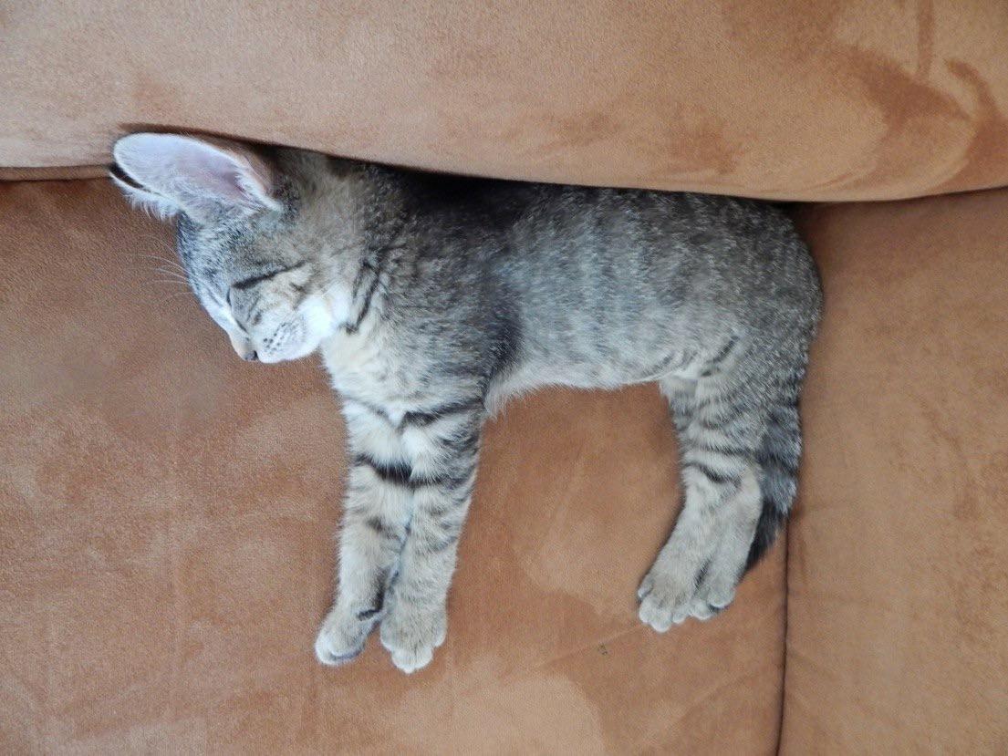 Born with the biggest ears r/cats