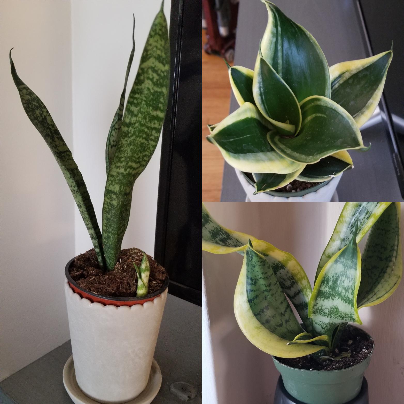 I've officially replaced all the fake plants in my house with real ones