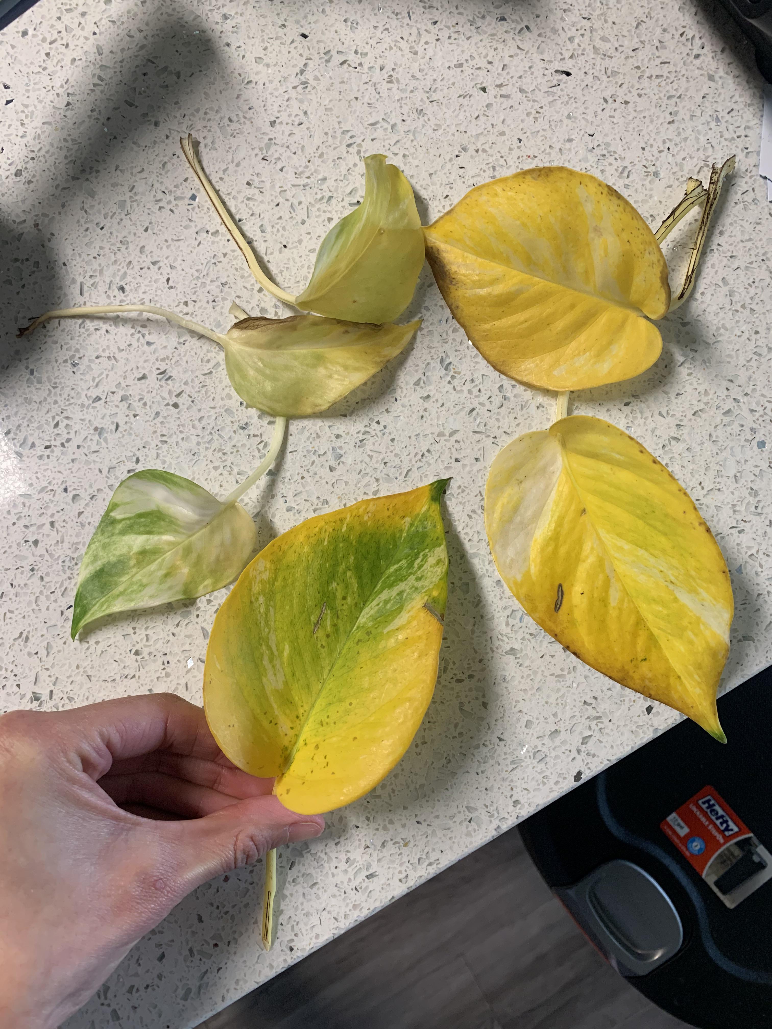 Leaves on my ivy have started turning yellow and falling off