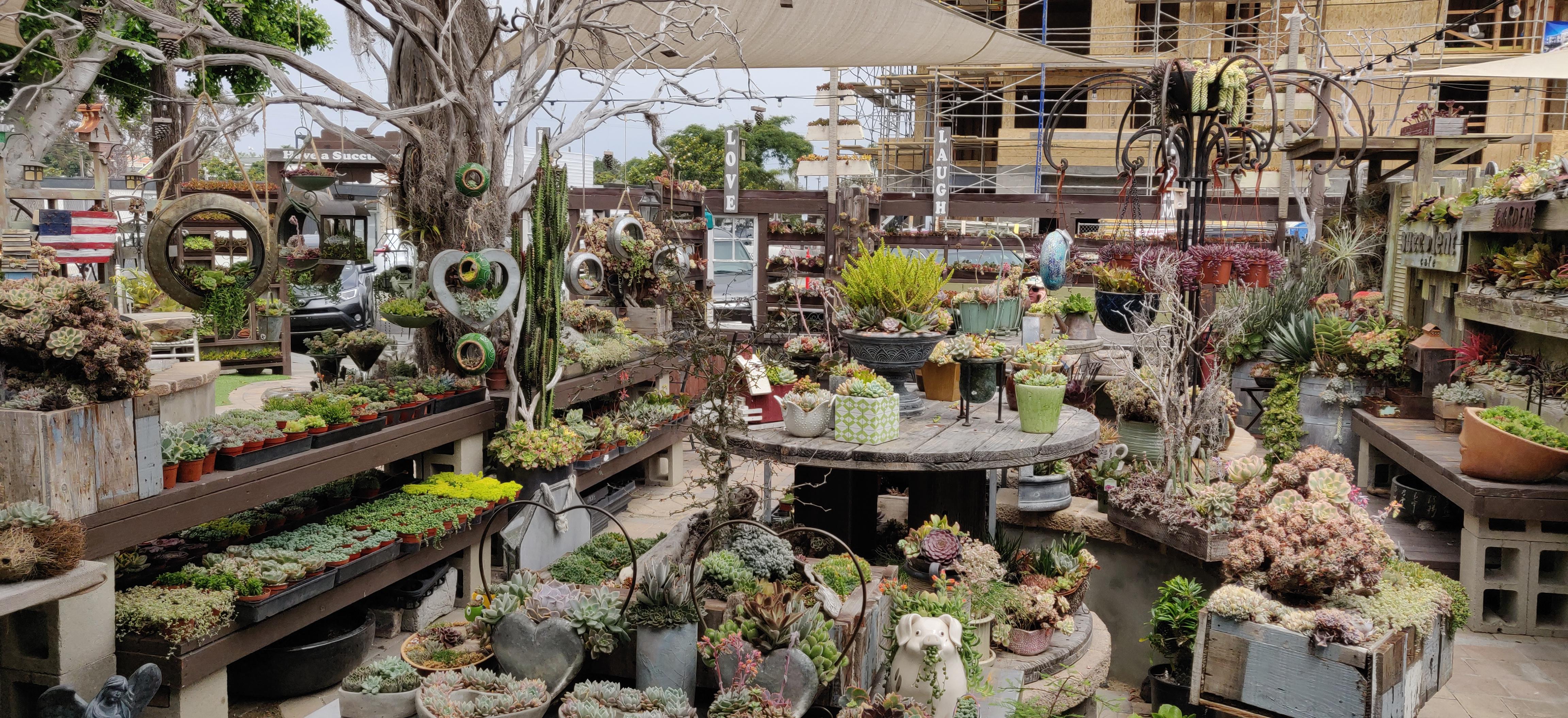 Succulent cafe, Carlsbad, CA succulents