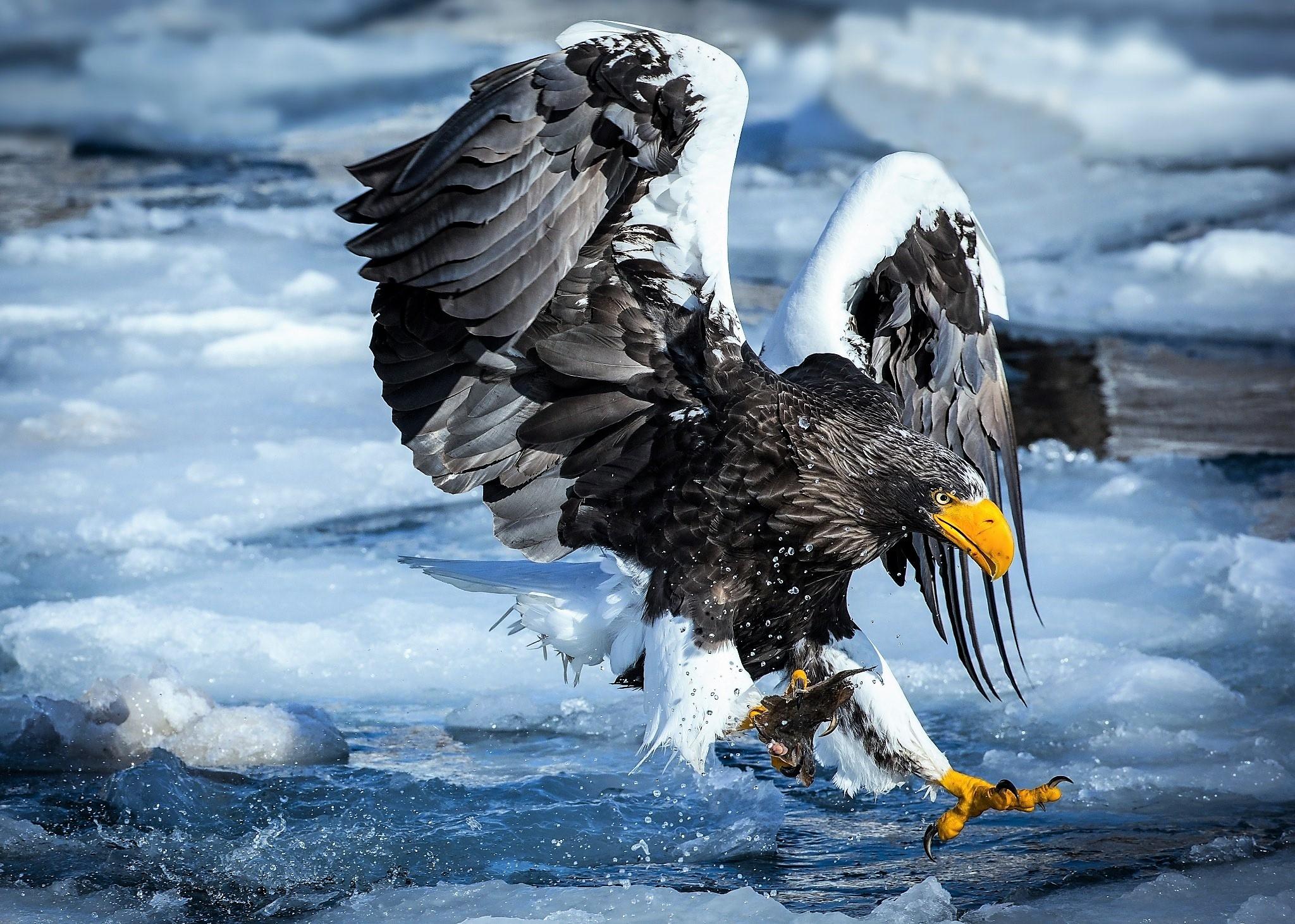 Wildlife of Russia Steller's Sea Eagle r/JewelsofRussia
