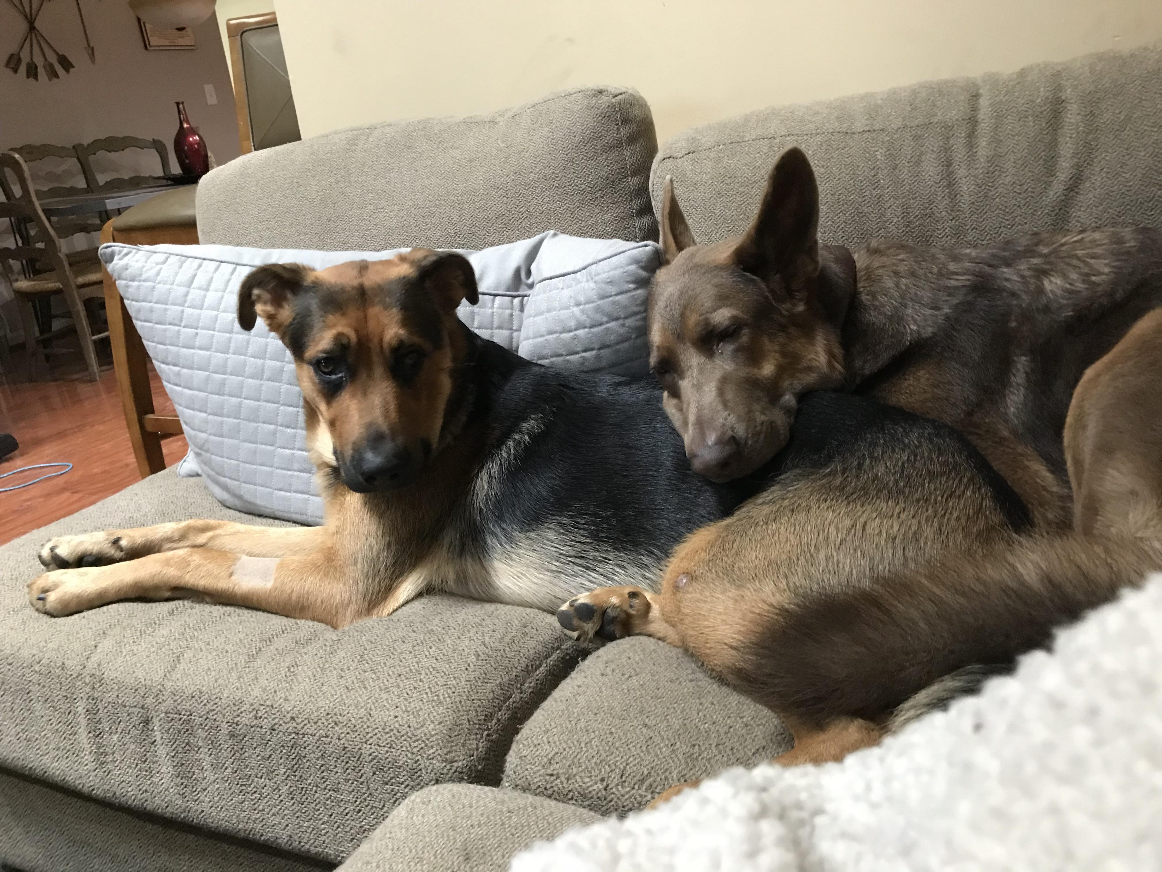 Angel ( on right ) my German Shepherd is not a super affectionate dog. Kai ( on left ) my
