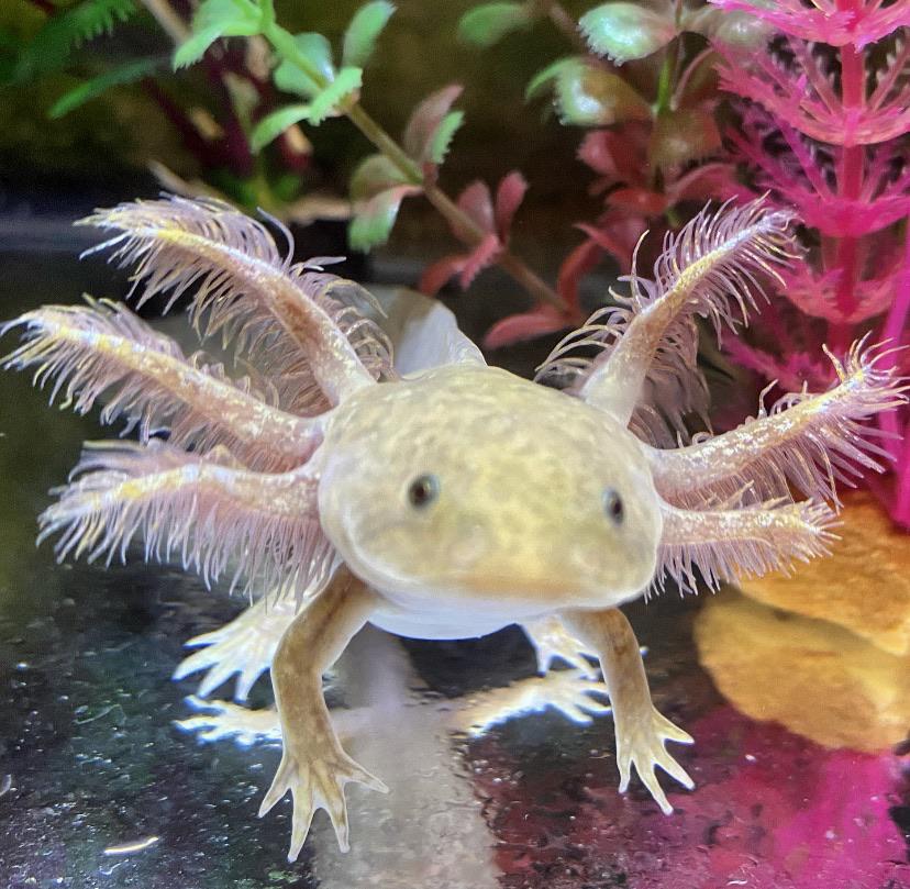 Dulce 💗 My pretty Copper Axolotl! For more cute Axolotl pics follow me