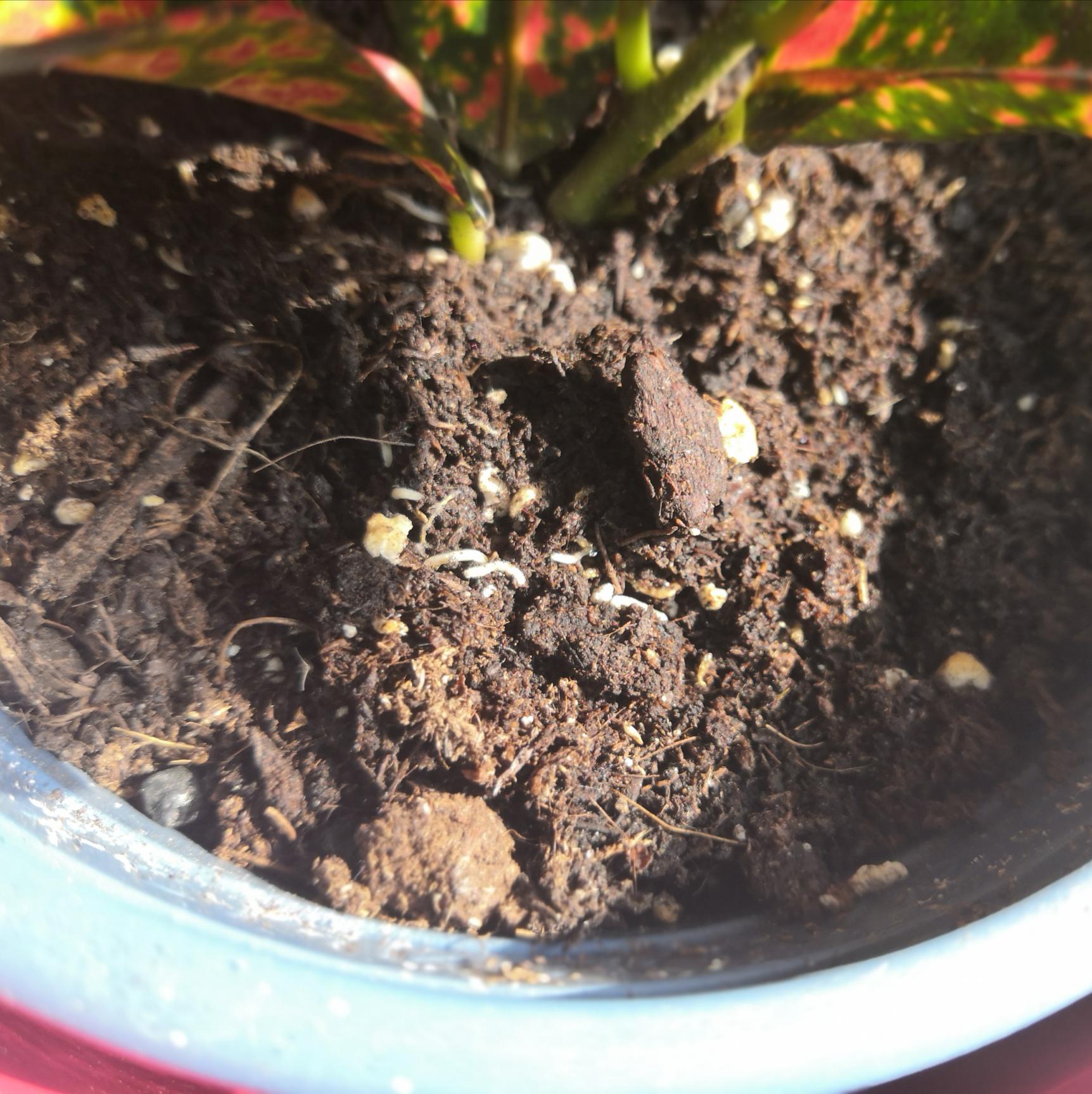 Maggots in Croton soil, please help! r/plantclinic