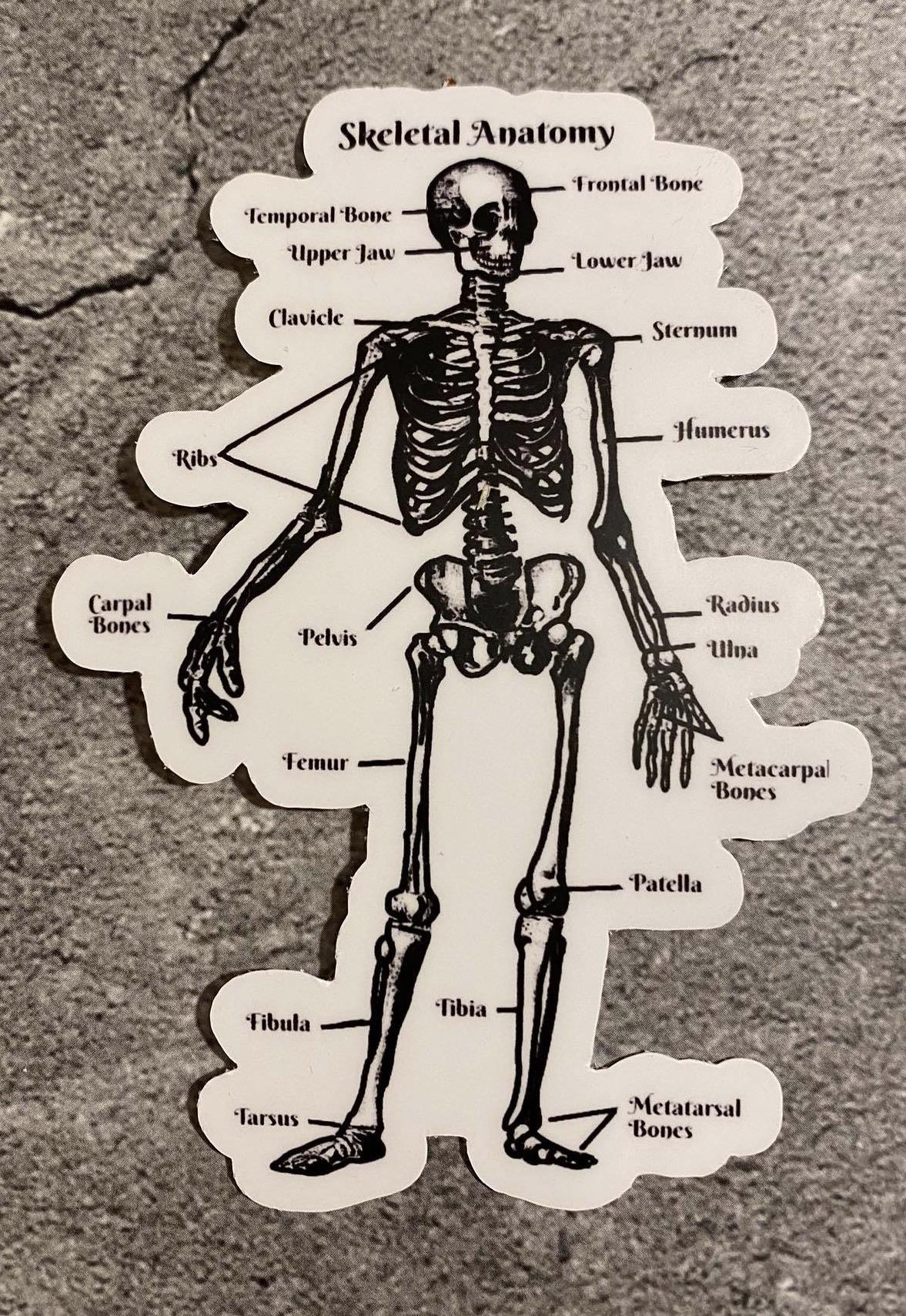 Skeletal Anatomy, die cut vinyl sticker r/sticker