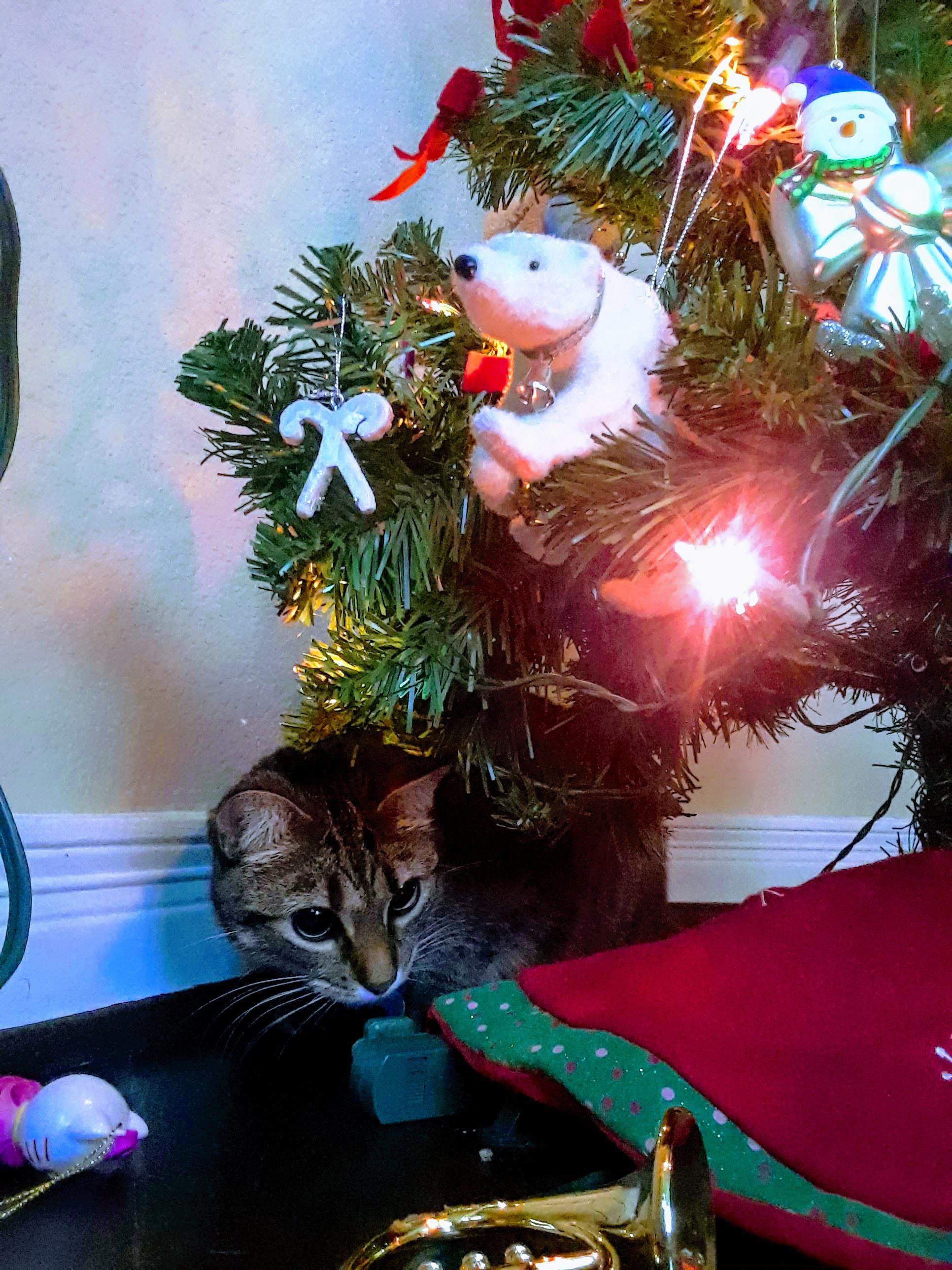 My sweet little baby, Muffy. She'll never know how beautiful she is