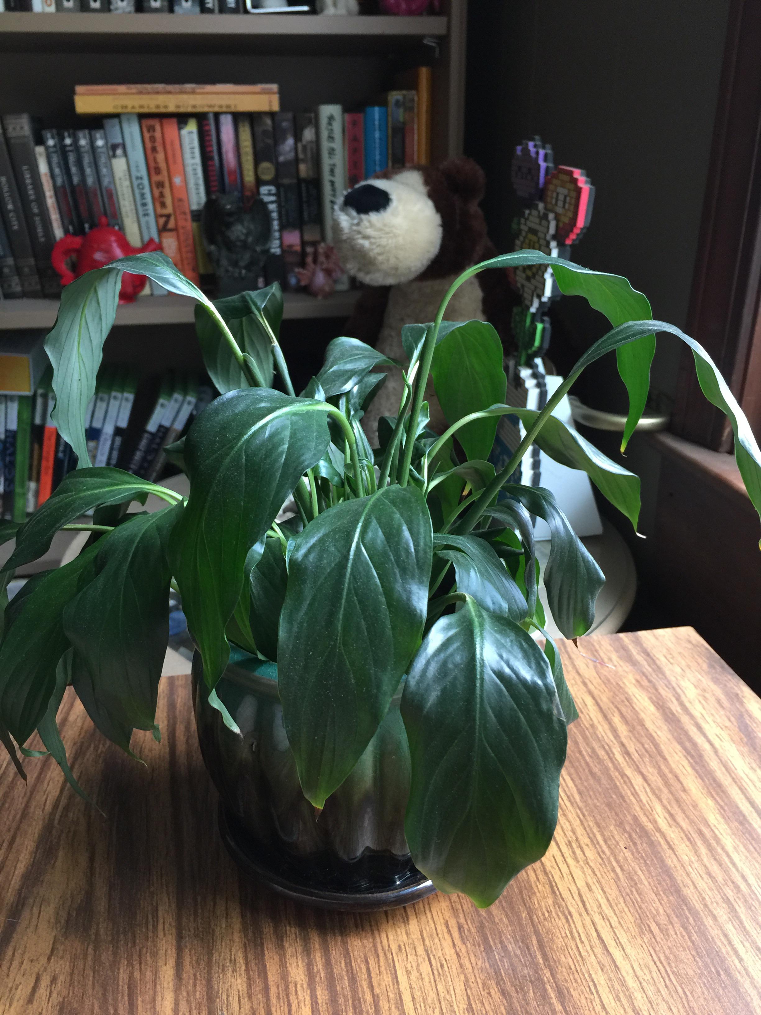 Sad drooping Peace Lilly after recently repotting it. How do I make it