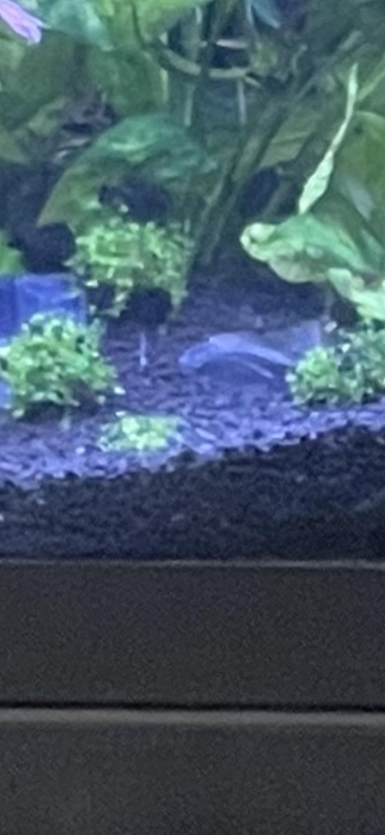 Has anyone had success growing Monte Carlo without CO2? r/PlantedTank