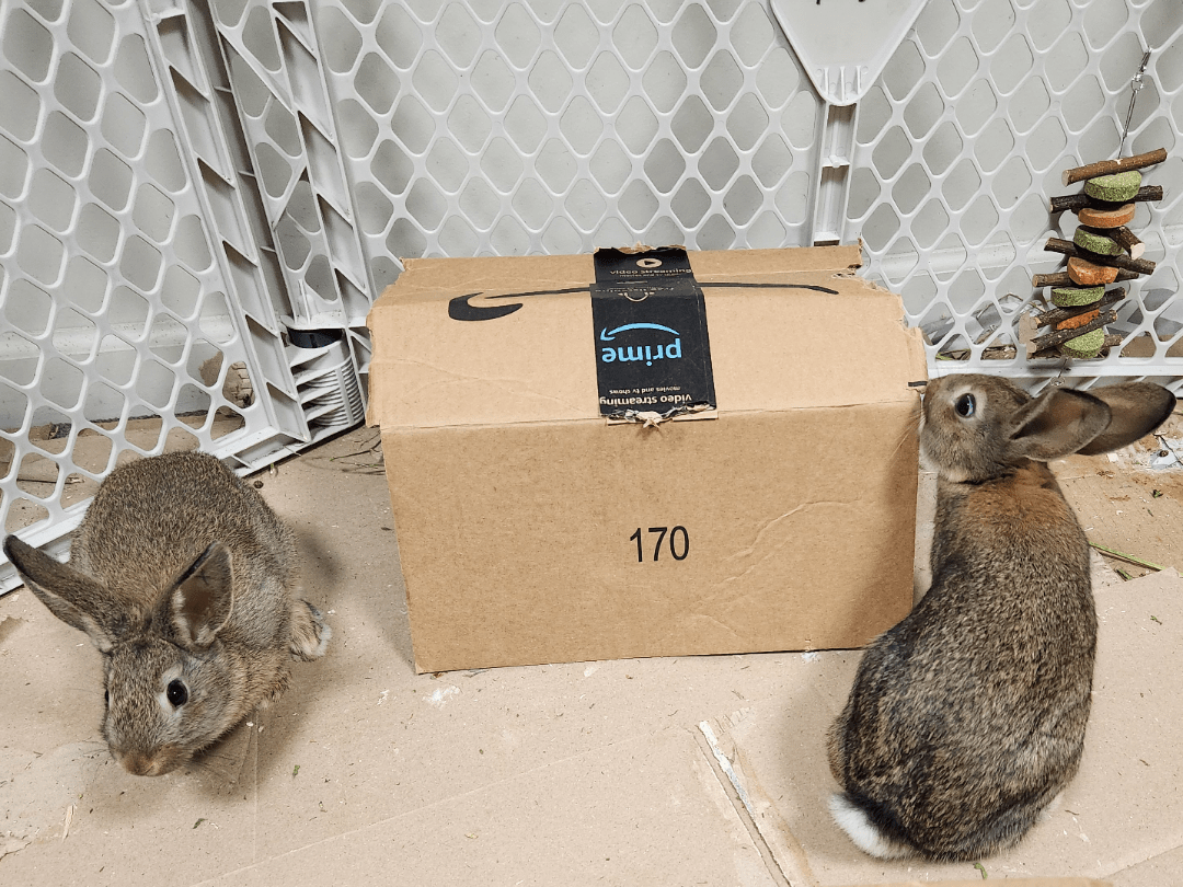 Keeping 2 males together? r/Rabbits