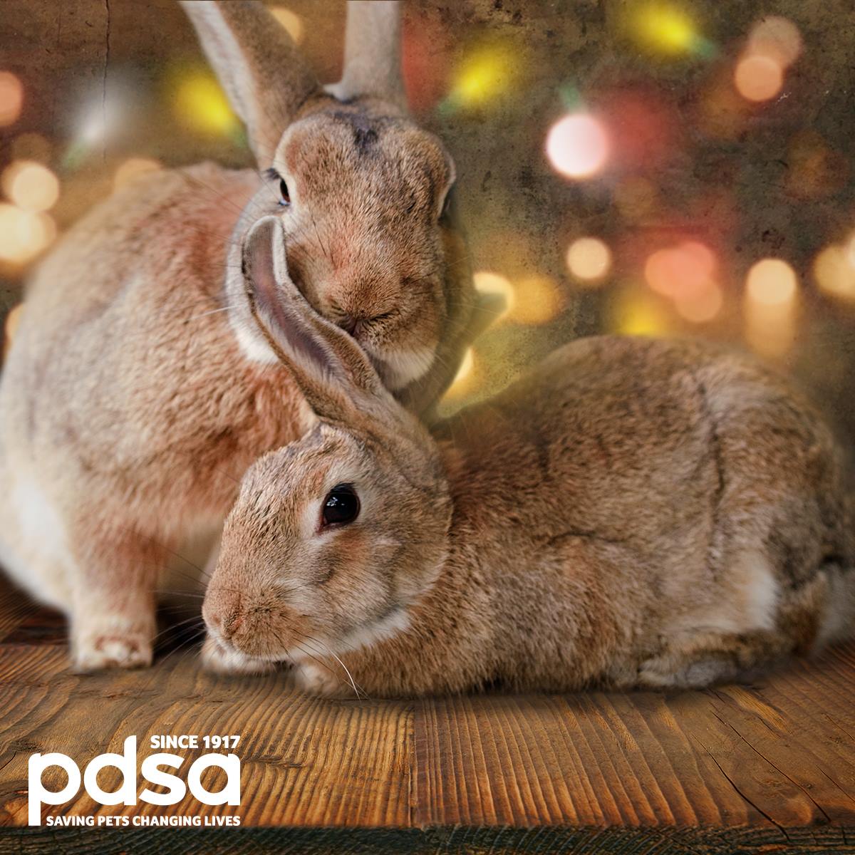 "Christmas lights can be lethal to curious rabbits, who can chew into