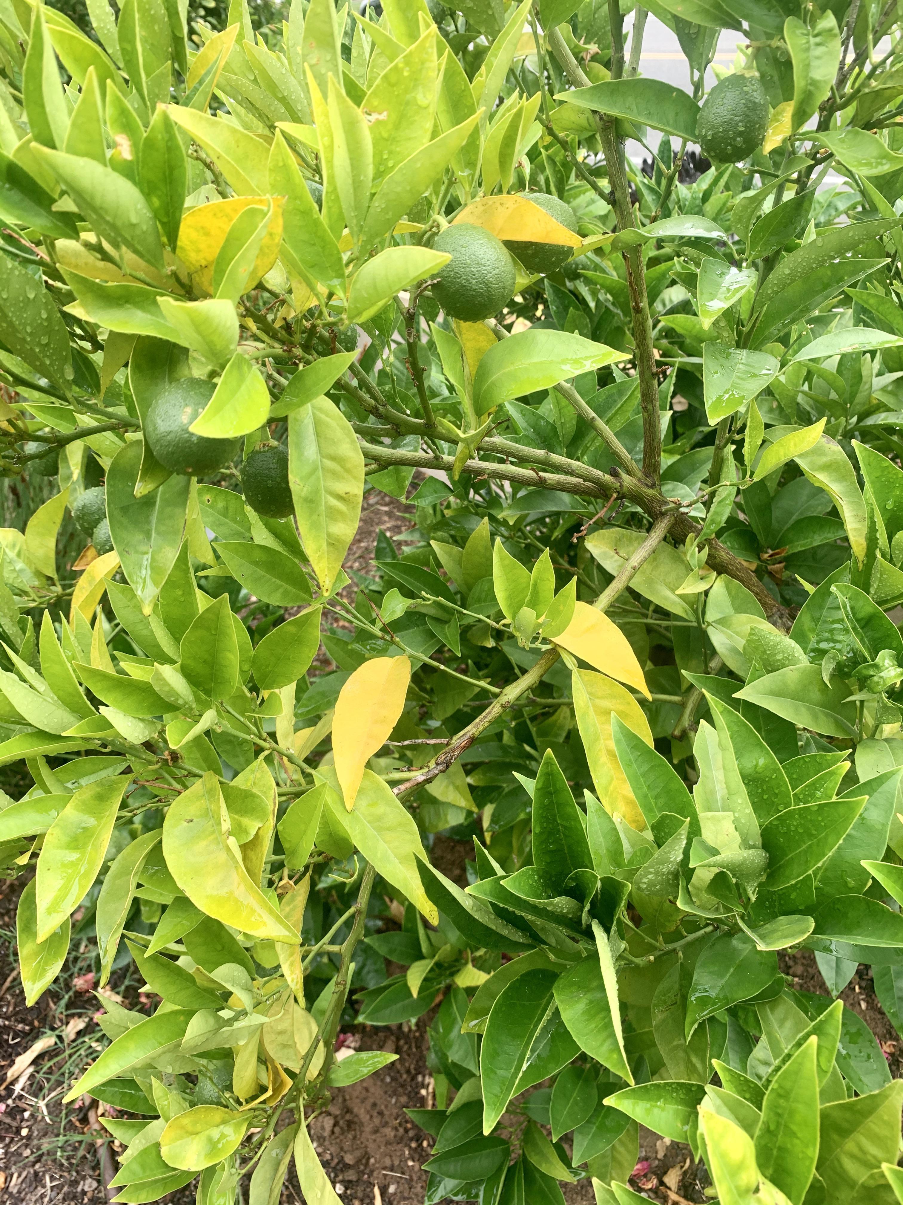 Blood orange tree going yellow and shedding leaves?! Was green/lush