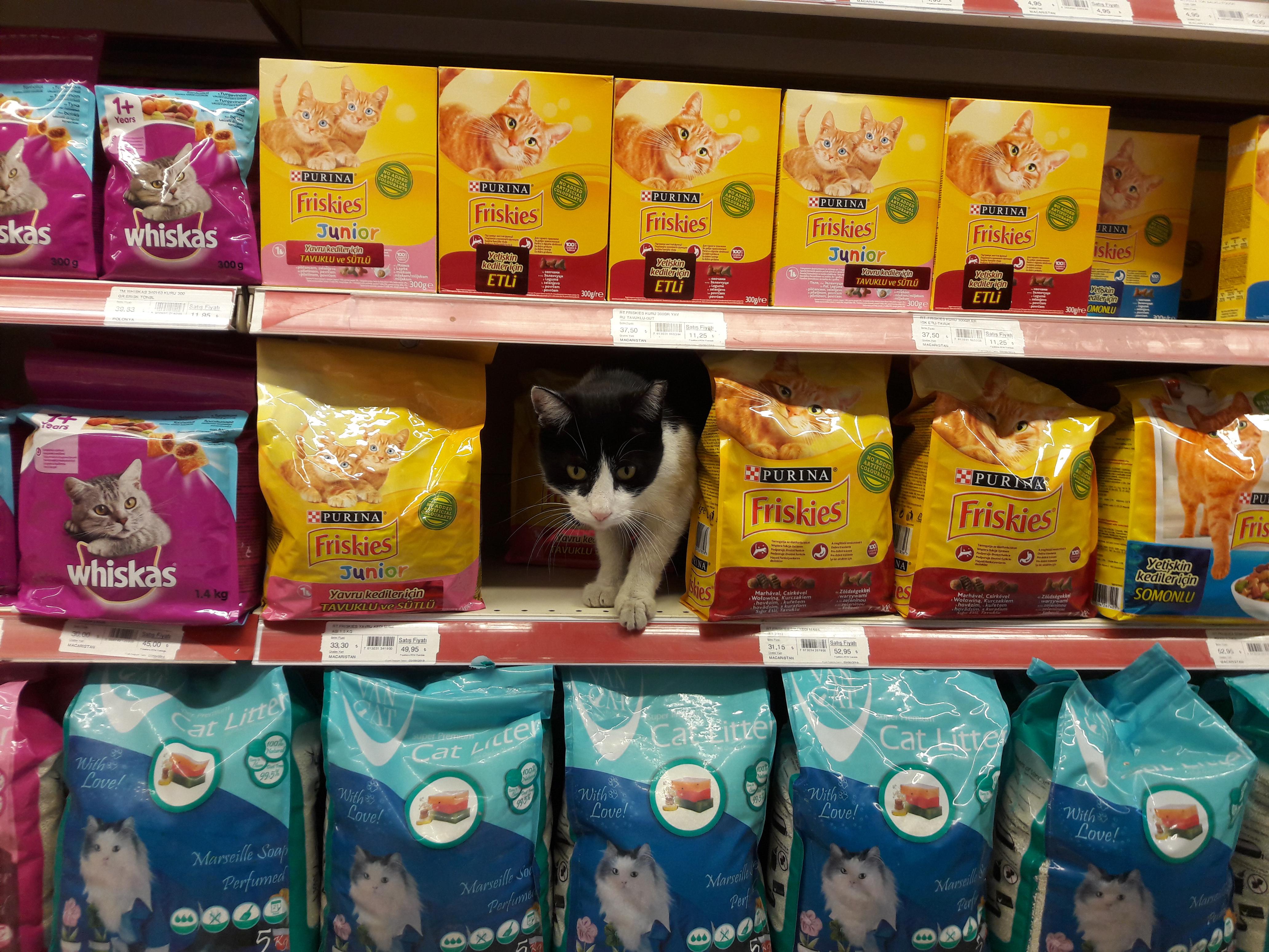 Cat sits in a cat food house. Is it made of cat? He screams, for he