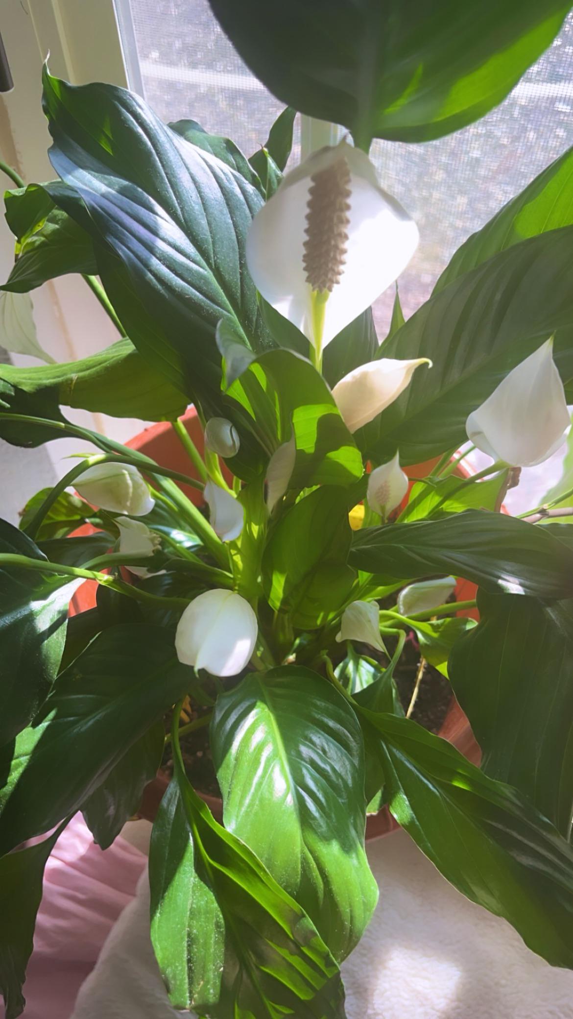 What’s your record for most peace lily flowers at once🤔 r/houseplants