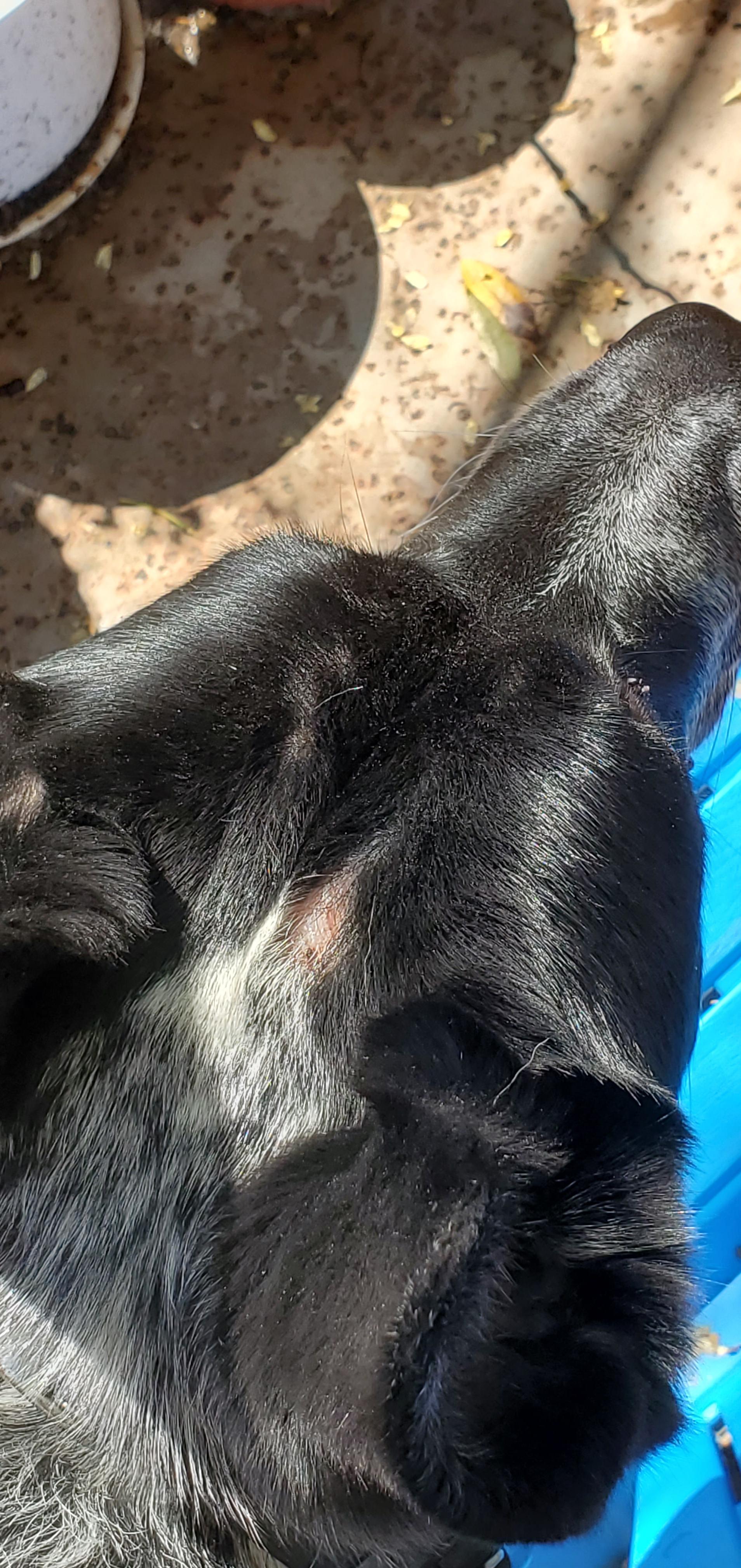 Anyone know what causes random patches of fur to fall out? r/pethealth