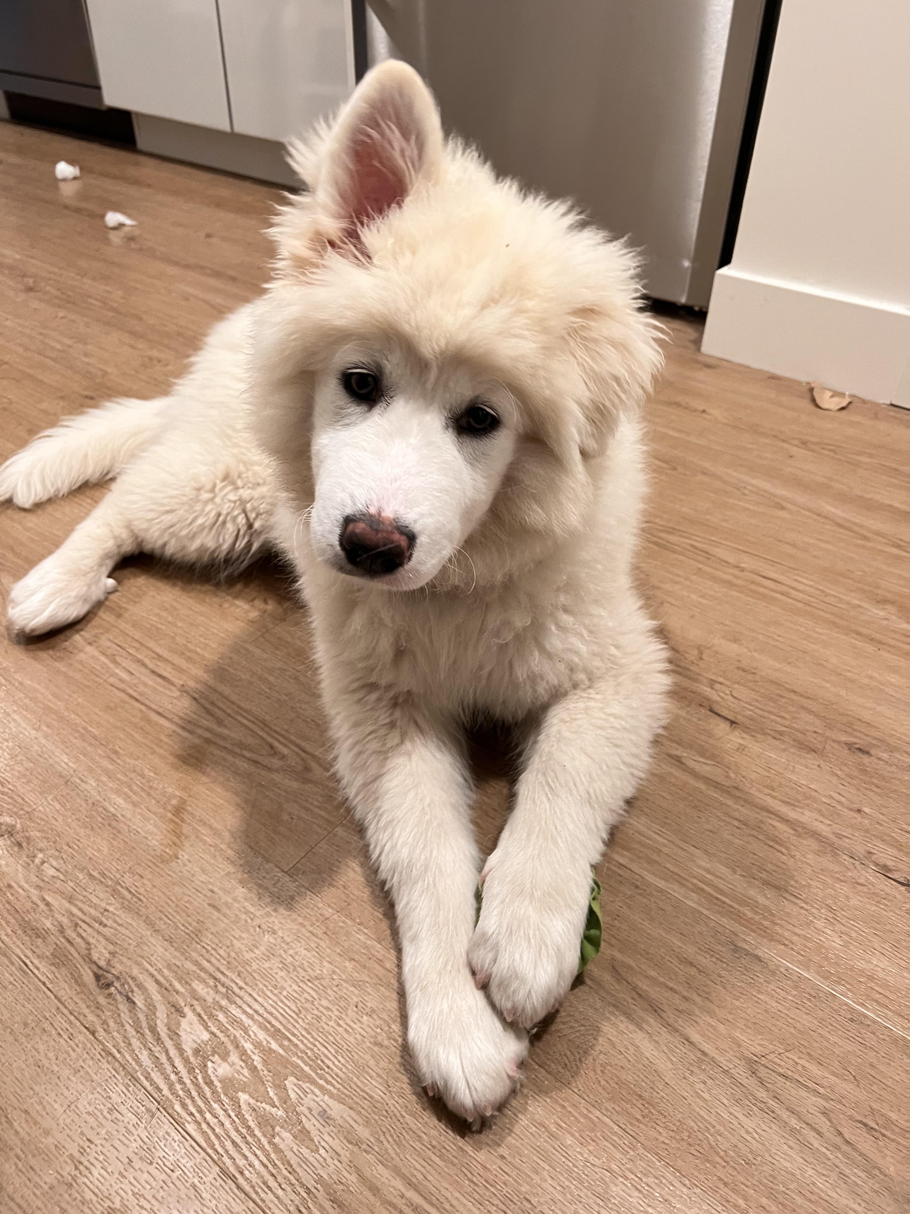 One malamute ear, one great pyr ear! r/greatpyrenees