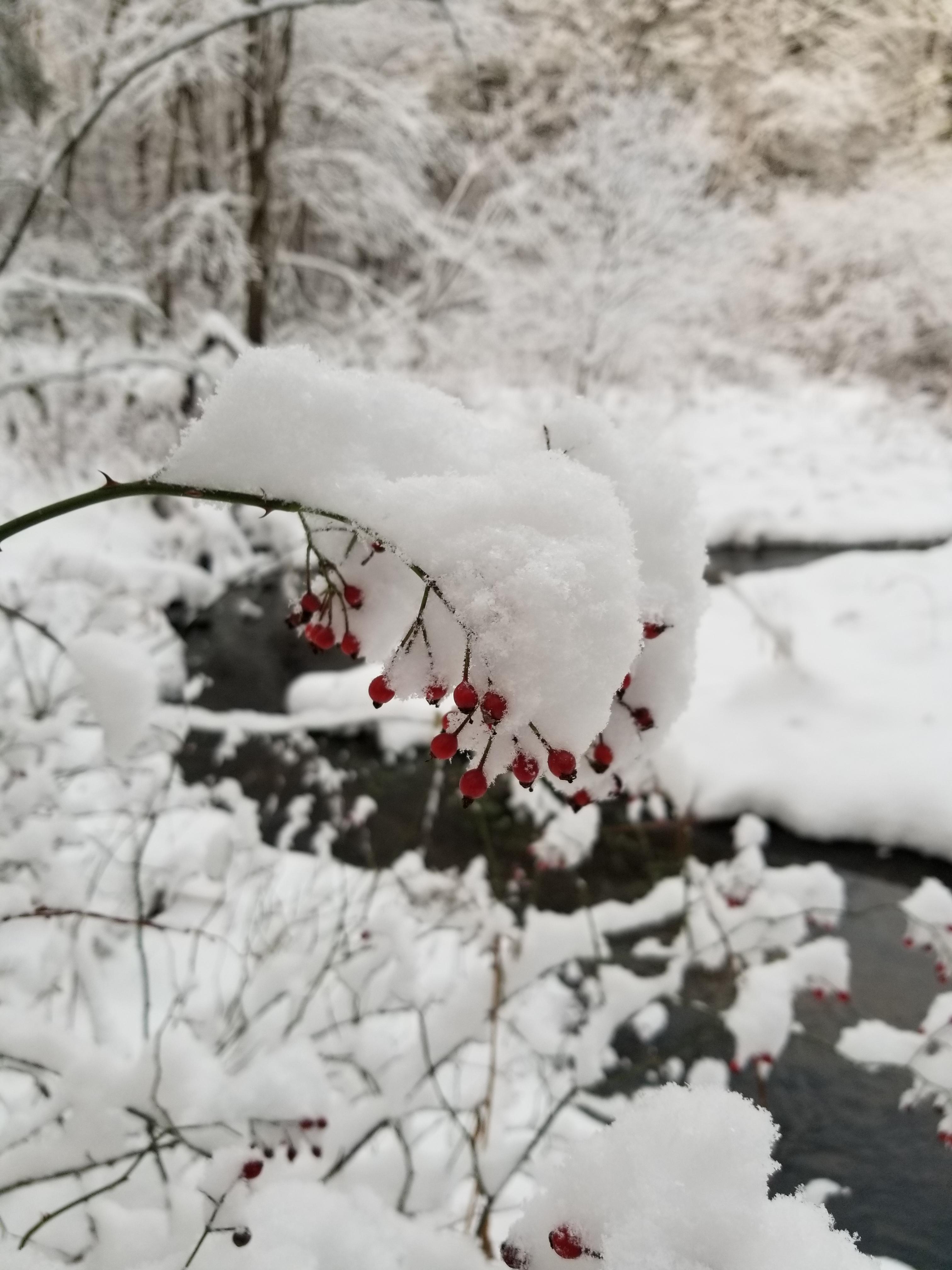 it snowed in New England last night r/pics