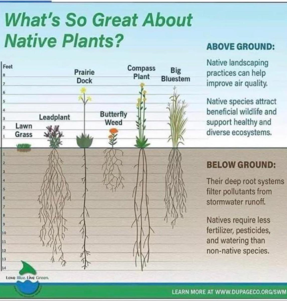 A cool guide to the importance of native plants to an ecosystem r