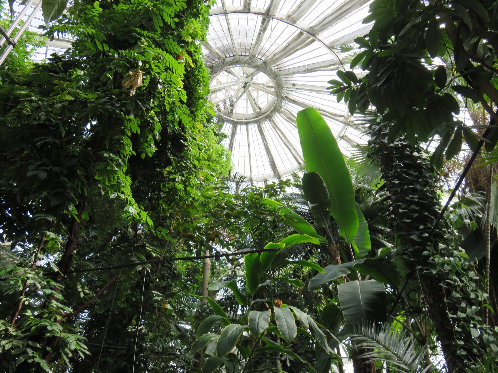 Palm House at the botanical gardens in Copenhagen. Absolutely stunning!