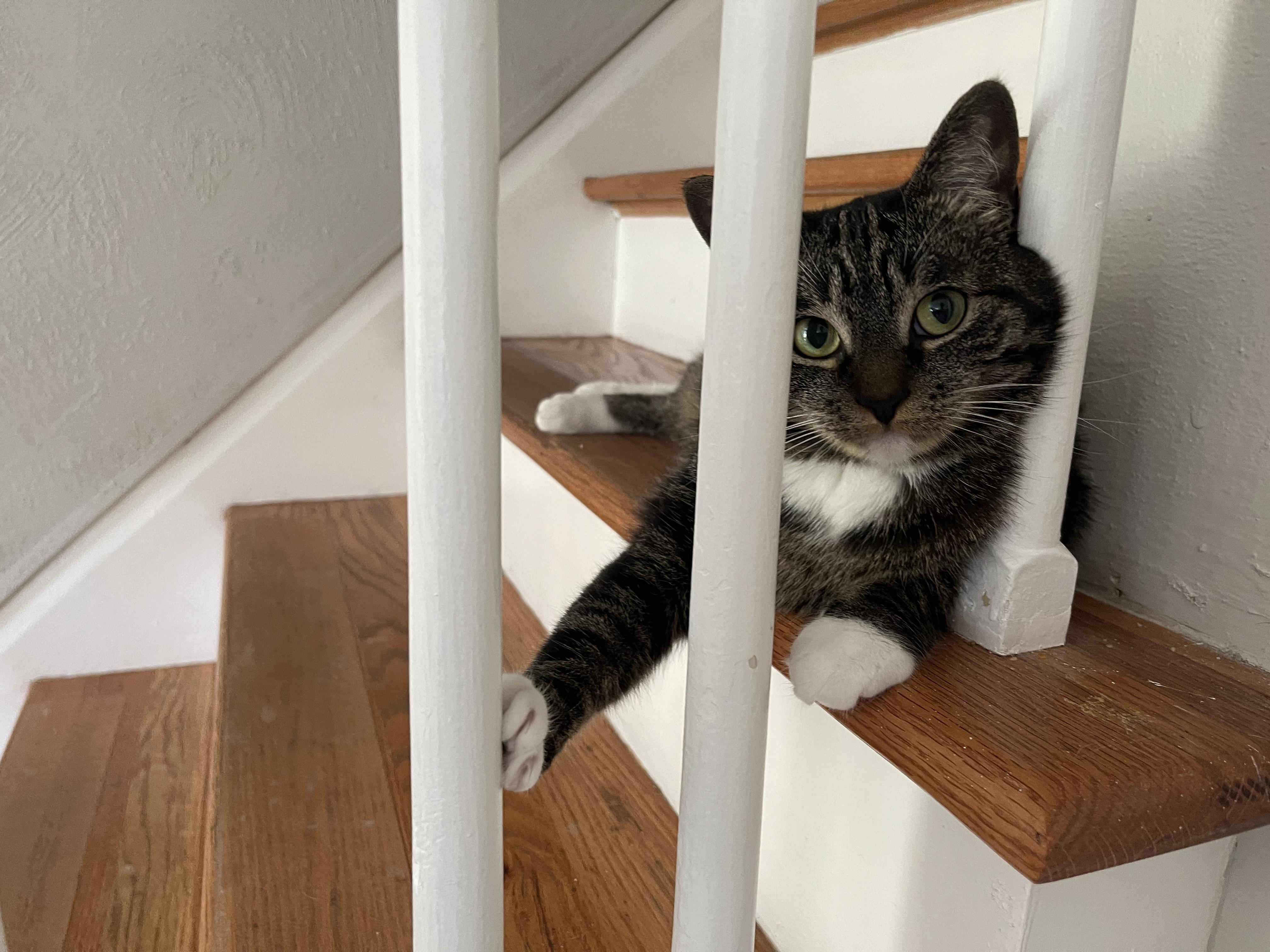 Hello! Why does my cat lay on the stairs in this exact position every
