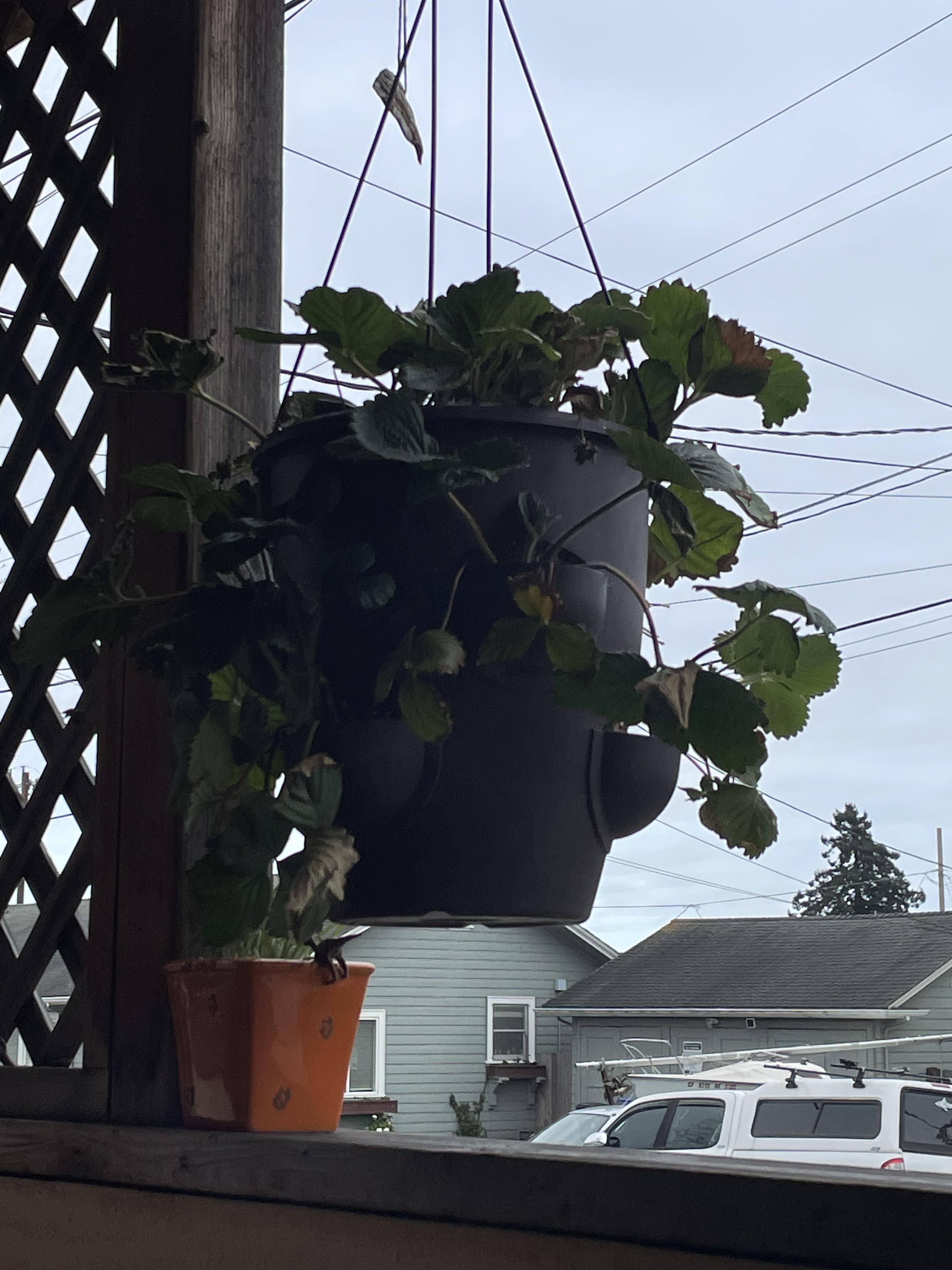 How to repot hanging plant? r/gardening