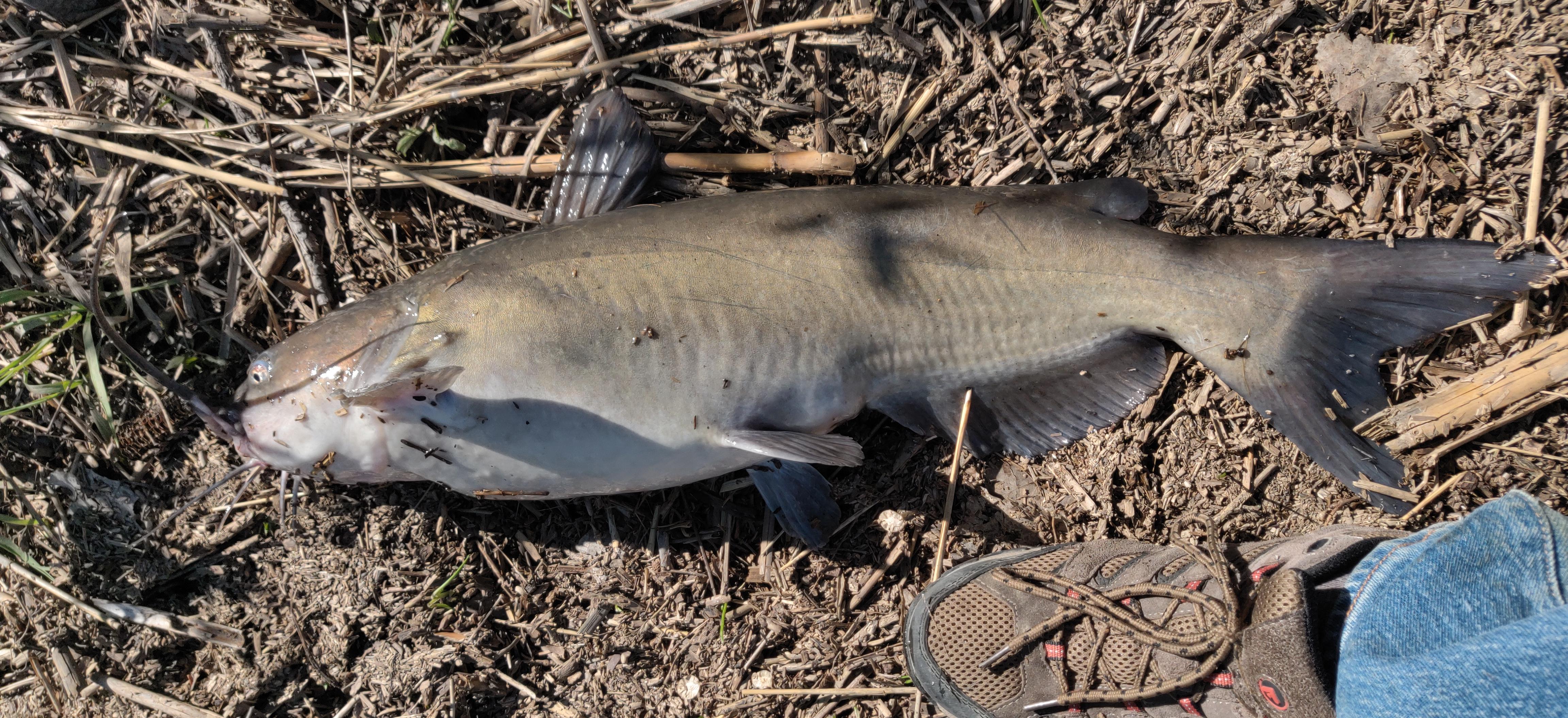 First catfish of the season, Braidwood Mazonia, Monster Lake 05/12/21. r/ChicagoFishing