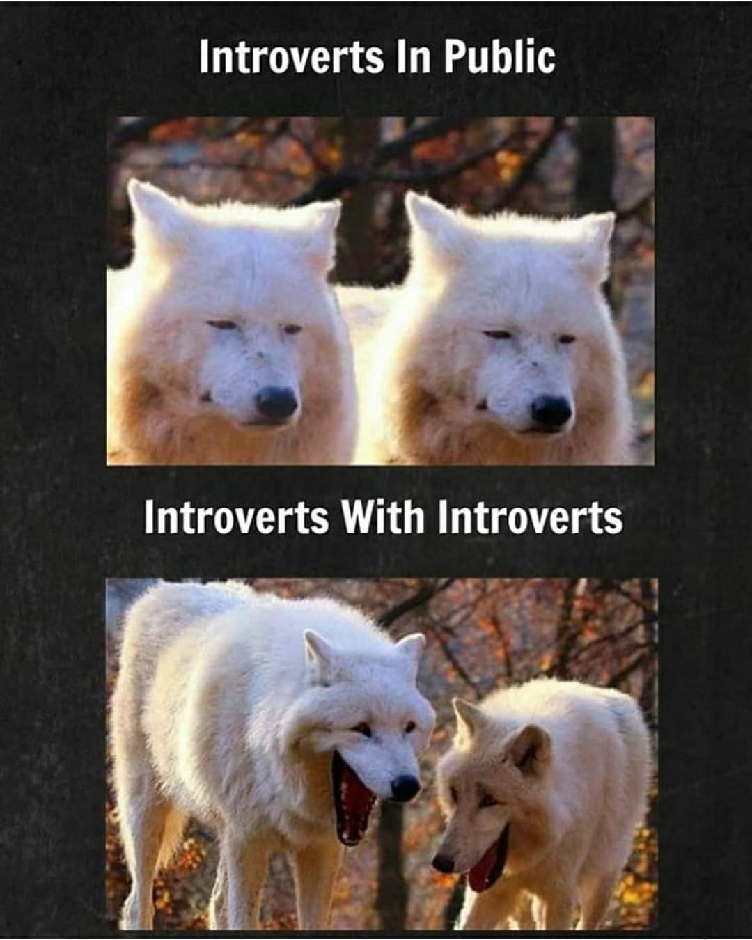 Story of an introvert r/memes