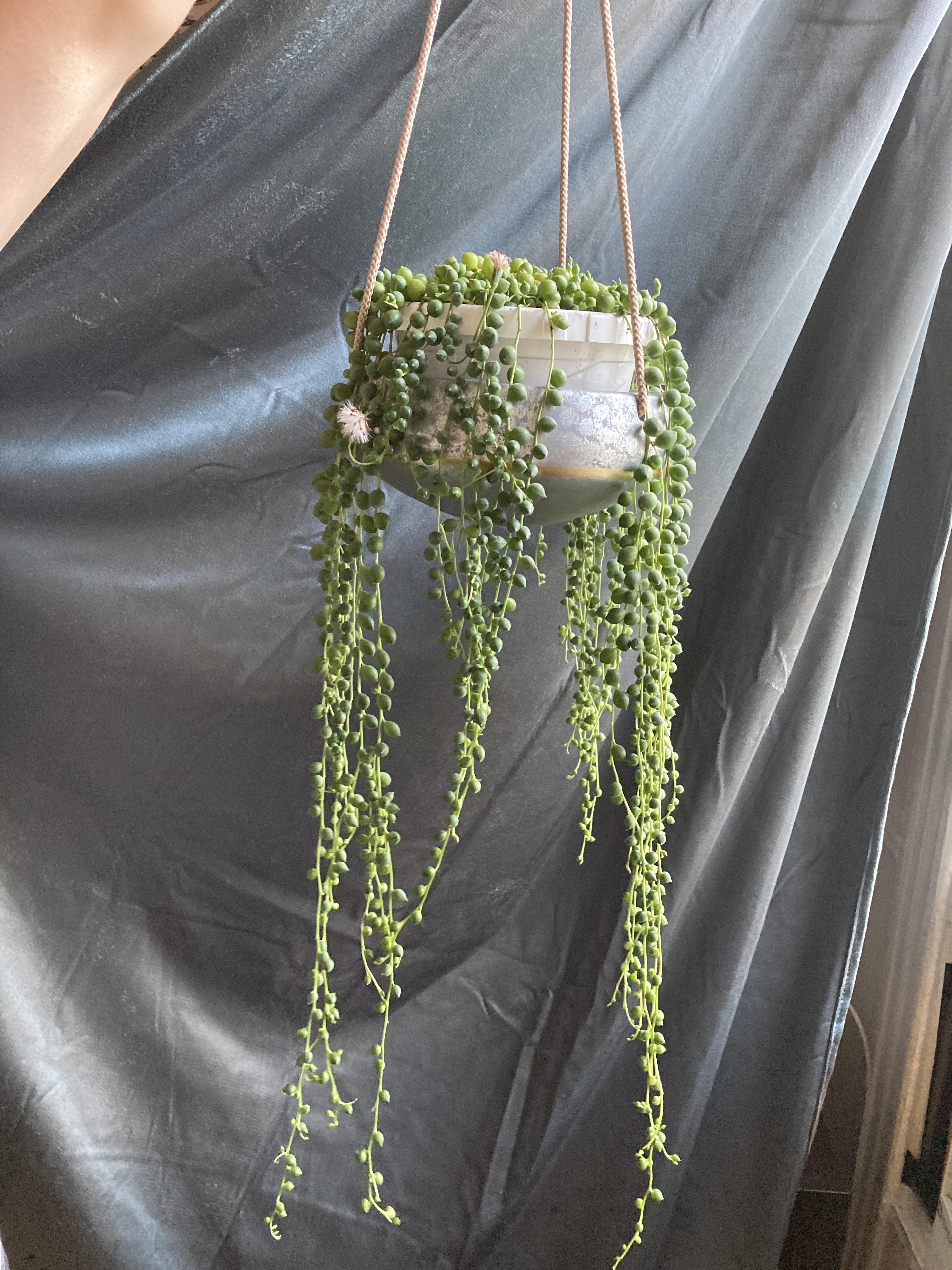 My string of pearls has some flowers! They smell like cinnamon r