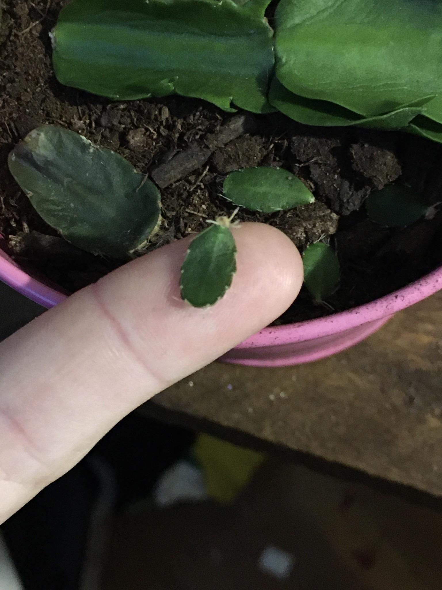 My teeniest flowering cactus cut finally started to grow roots! Her and
