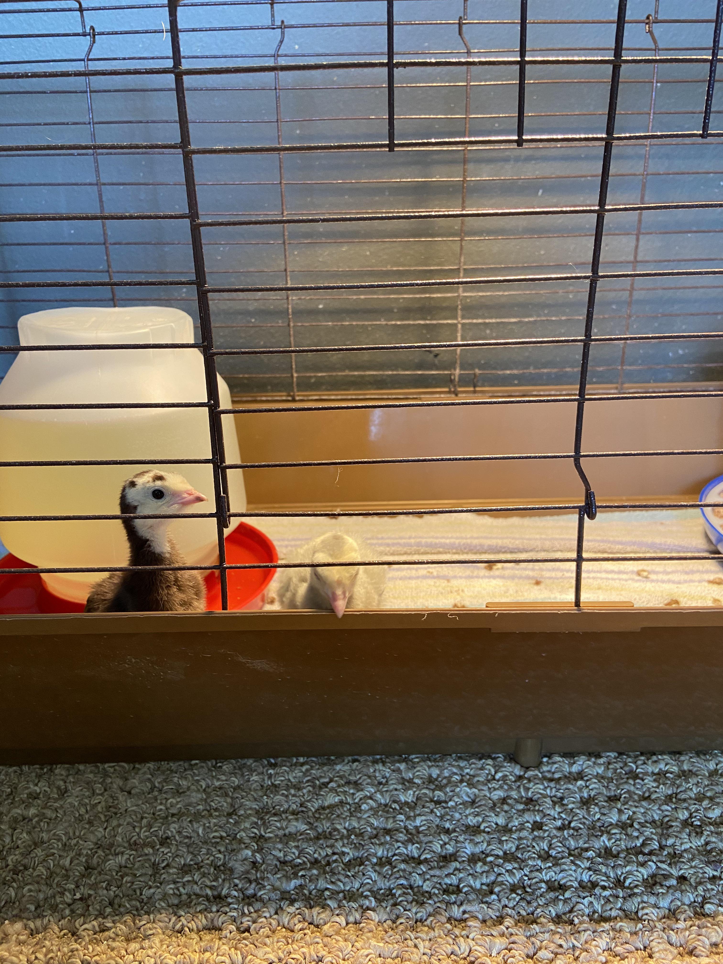 Wobbly Runner Duck? poultry