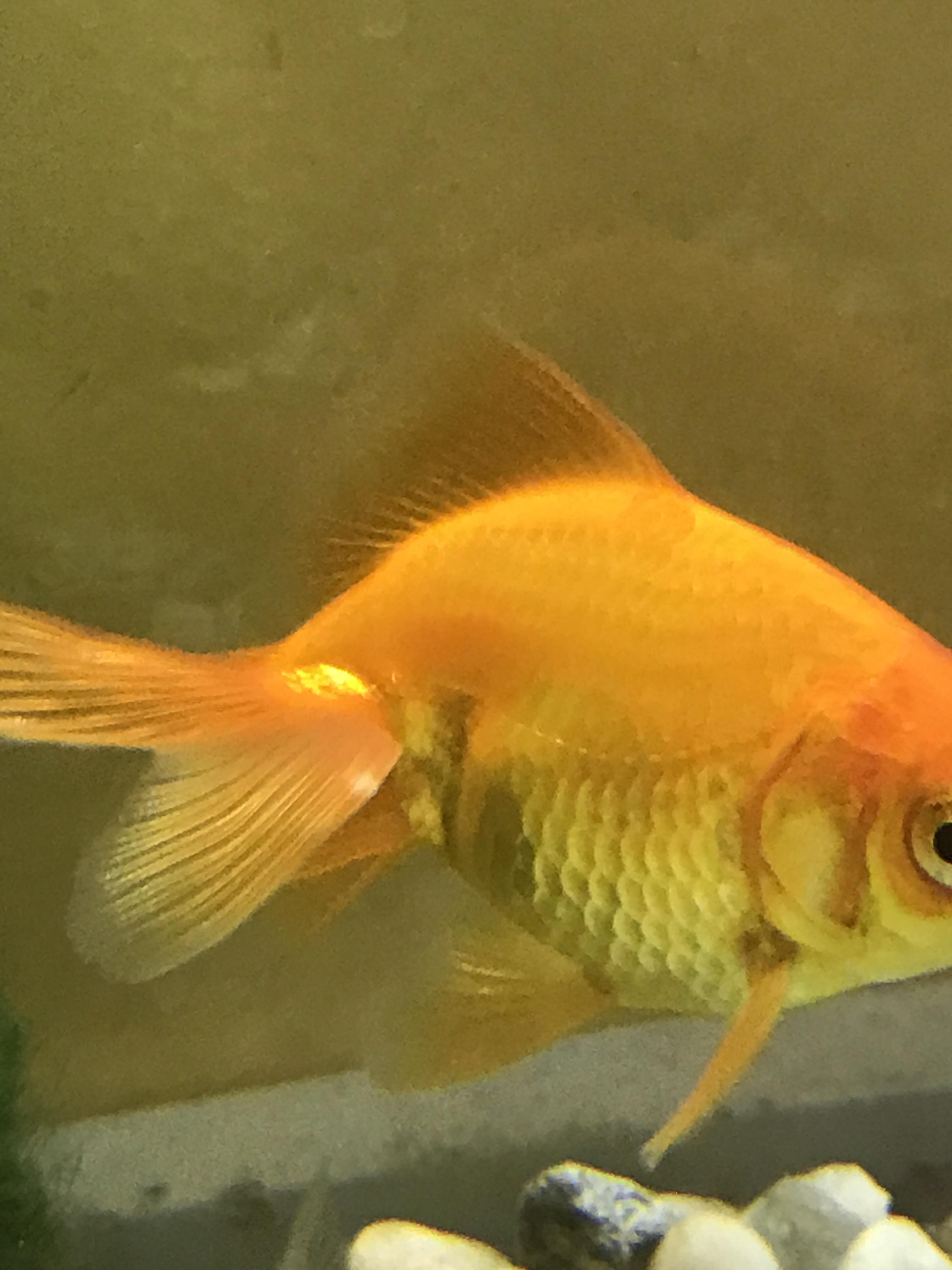 White growth on goldfish tail r/Aquariums