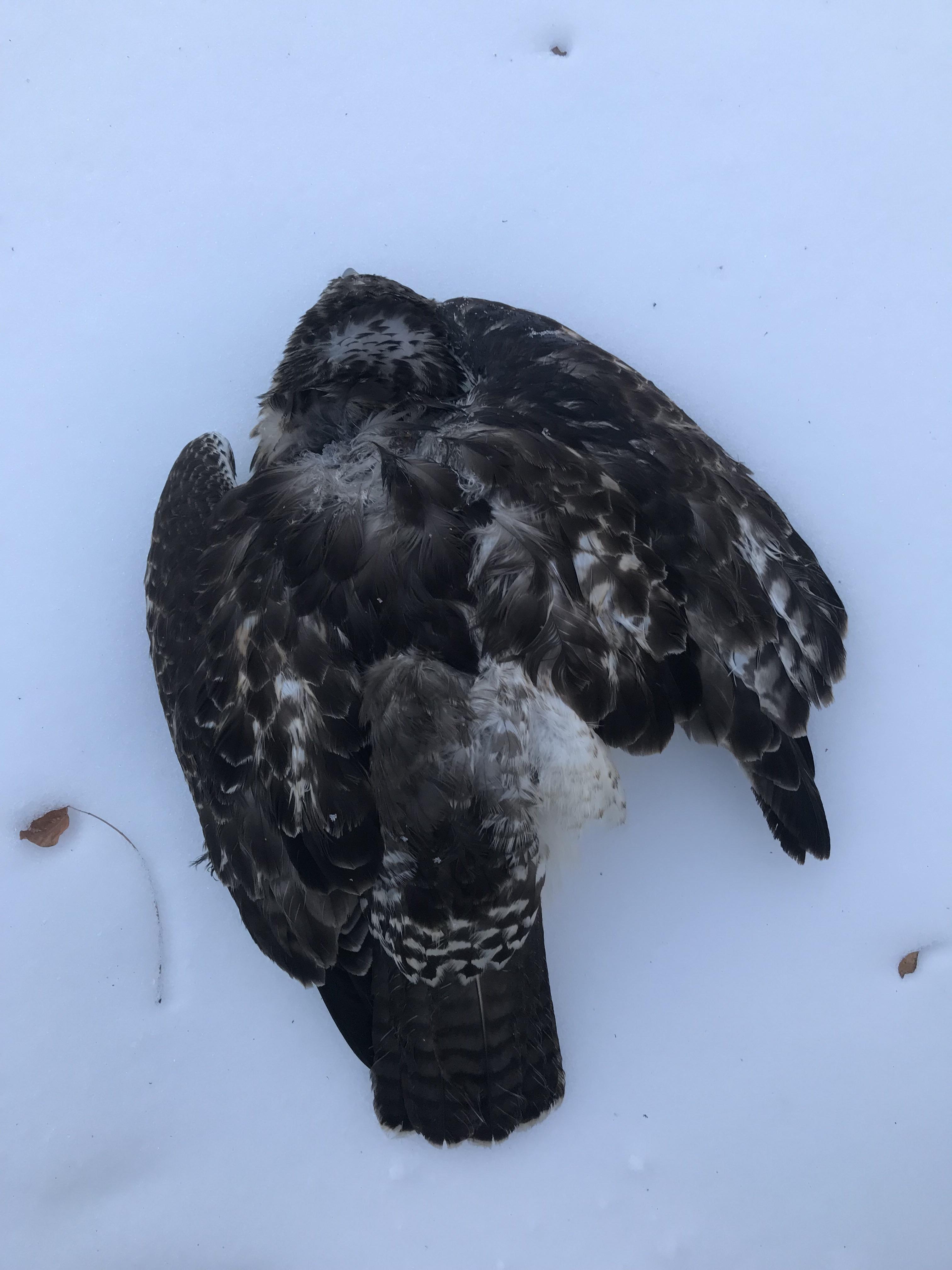 Need help with id of this hawk! Found dead in the woods. Thanks! r